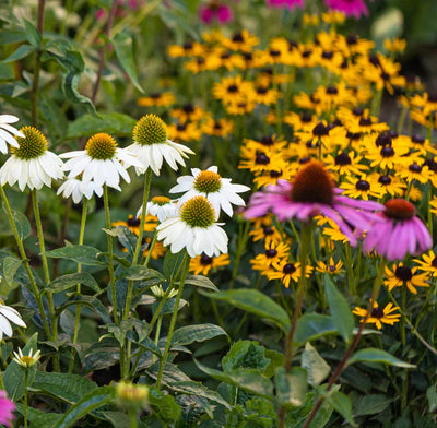 Lawn & Garden