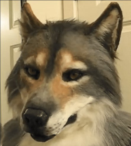 Close-up of a wolf-like mask with detailed fur and eyes.