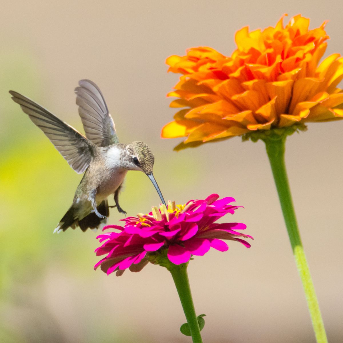 Hummingbird feeding on a pink flower with an orange flower in the background