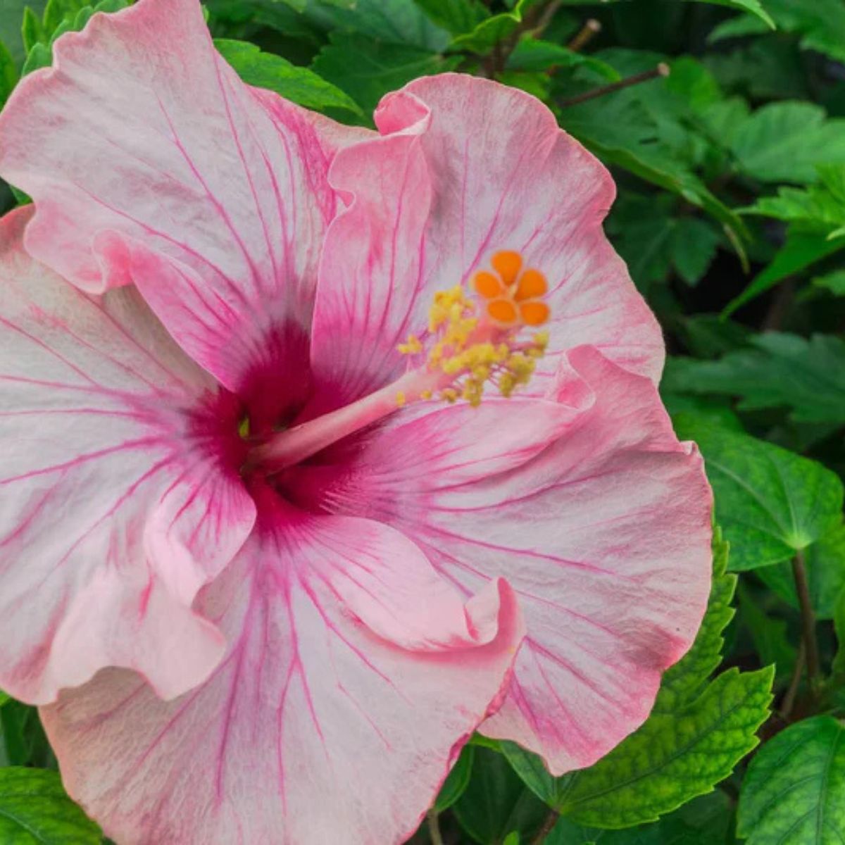 Close-up of a pink flower with green leaves in the background