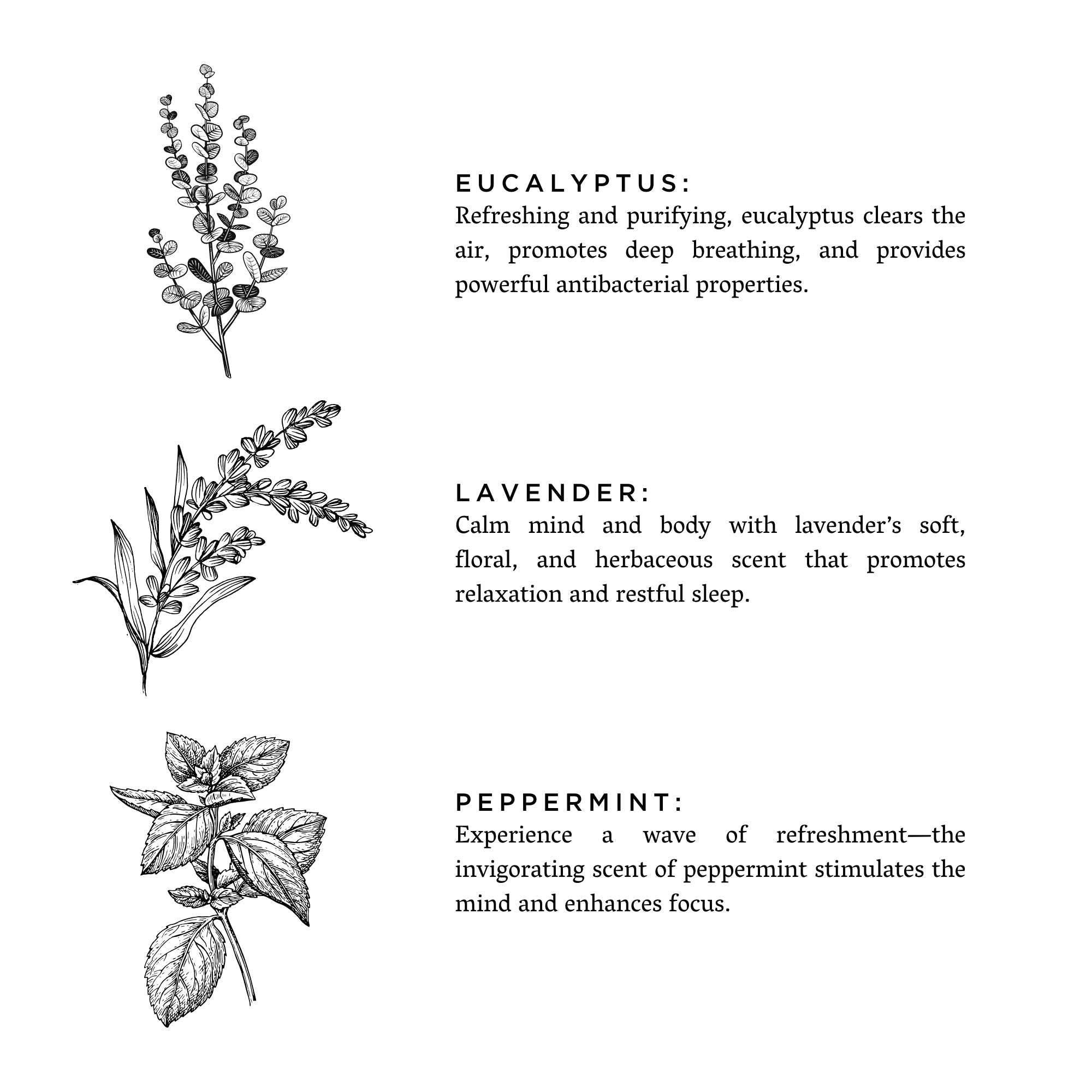 Illustrations of eucalyptus, lavender, and peppermint leaves with descriptive text on a white background.