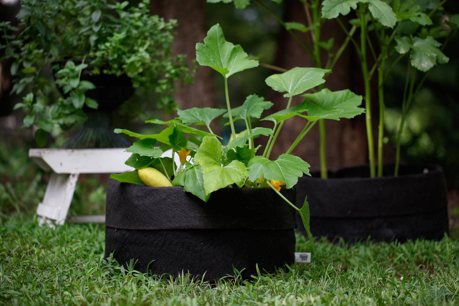 Smart Pot Fabric Planter | 1–1,000 Gallon | Multiple Colors