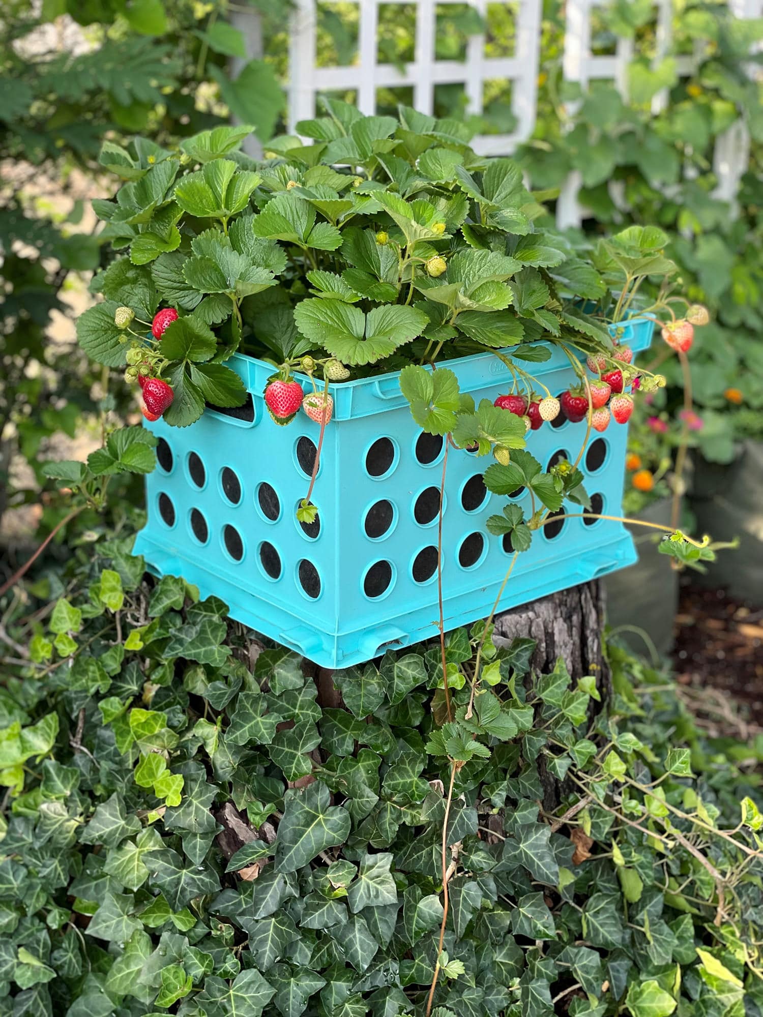 Smart Pot Milk Crate Liner | Fabric Grow Liner for Milk Crates | 2 Sizes