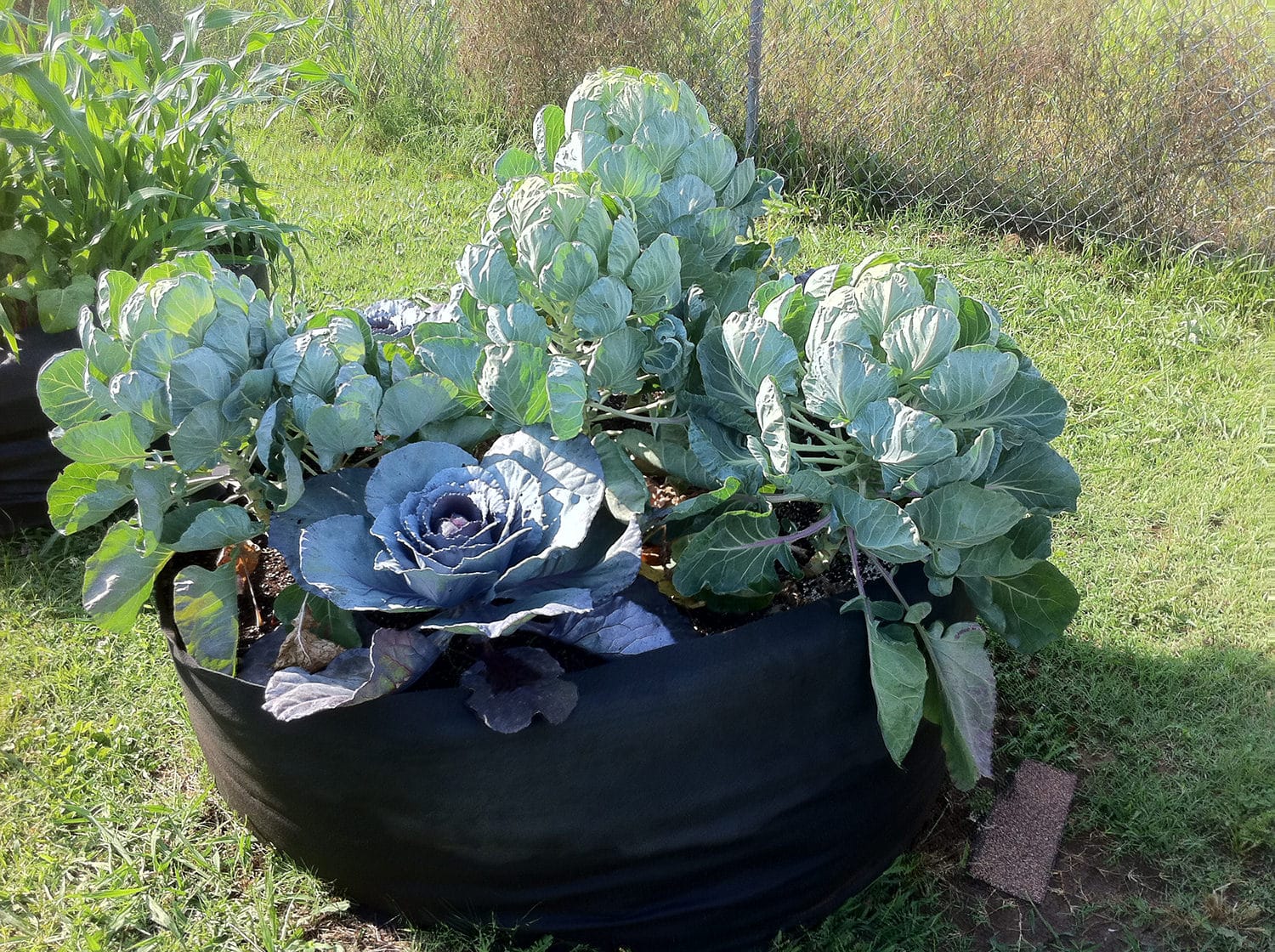 Smart Pot Round Raised Bed | Fabric Raised Garden Bed | 24", 36" & 50"