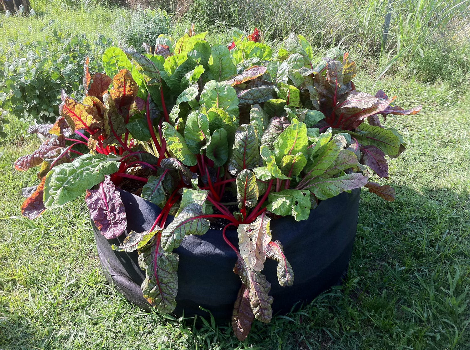Smart Pot Round Raised Bed | Fabric Raised Garden Bed | 24", 36" & 50"