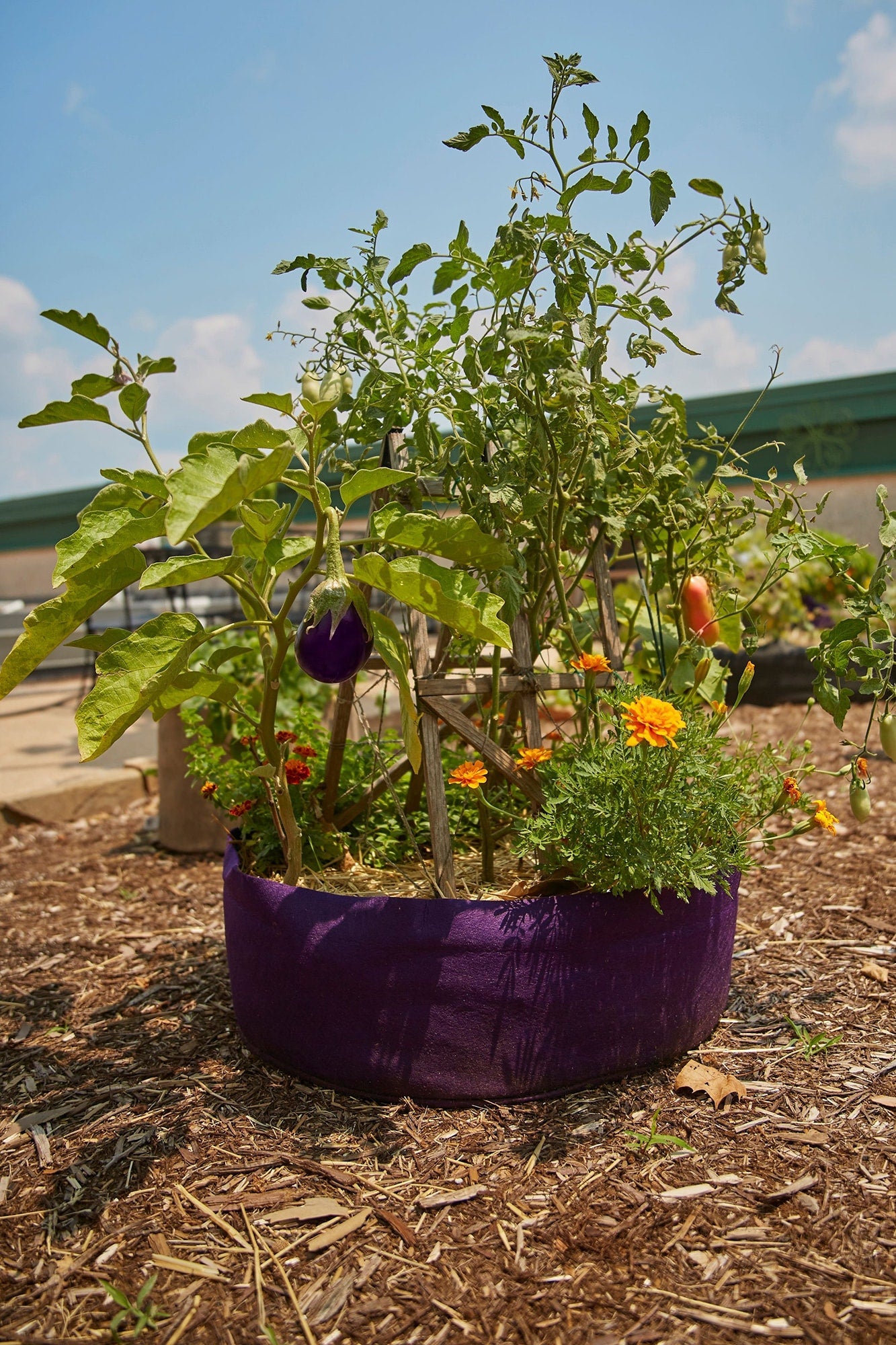 Smart Pot Round Raised Bed | Fabric Raised Garden Bed | 24", 36" & 50"