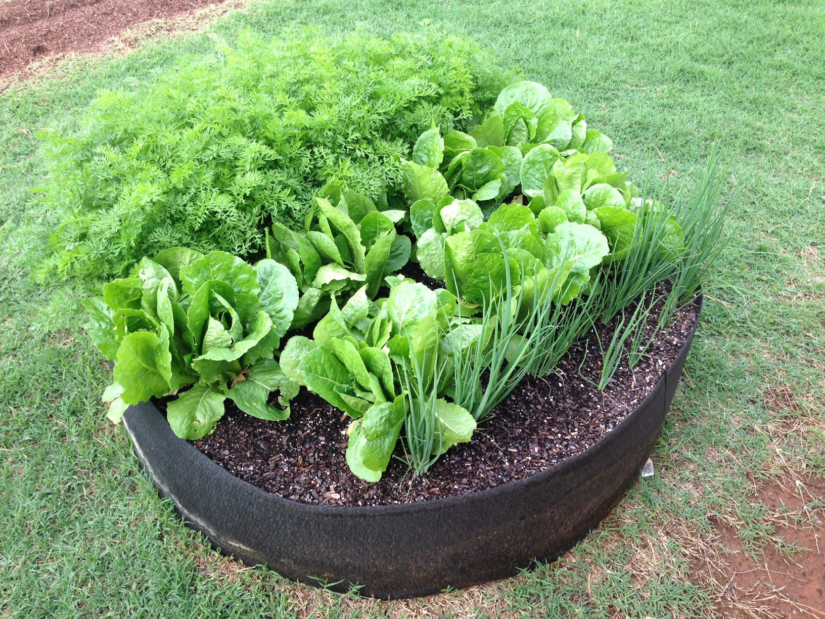 Smart Pot Round Raised Bed | Fabric Raised Garden Bed | 24", 36" & 50"