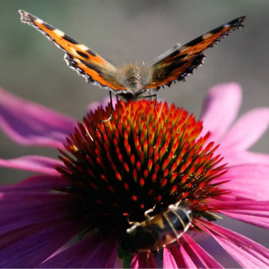 Butterfly on a pink flower with a blurred background