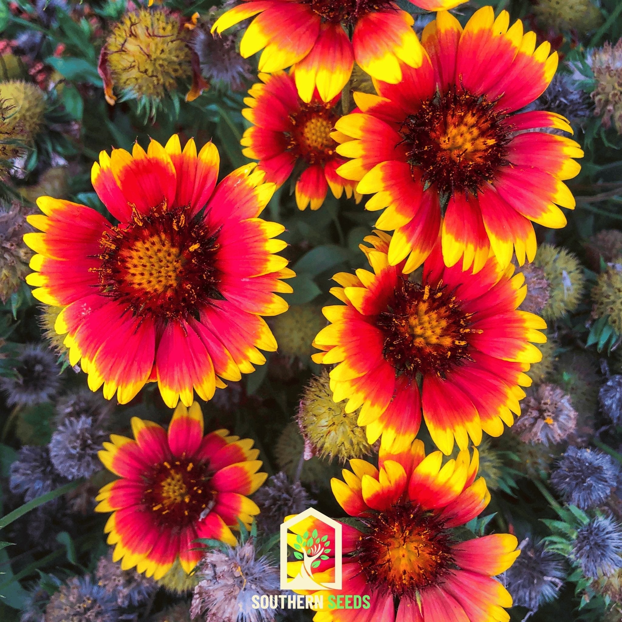 Blanket Flower Seeds (Gaillardia aristata) — ~200 Heirloom Non-GMO Perennial Seeds