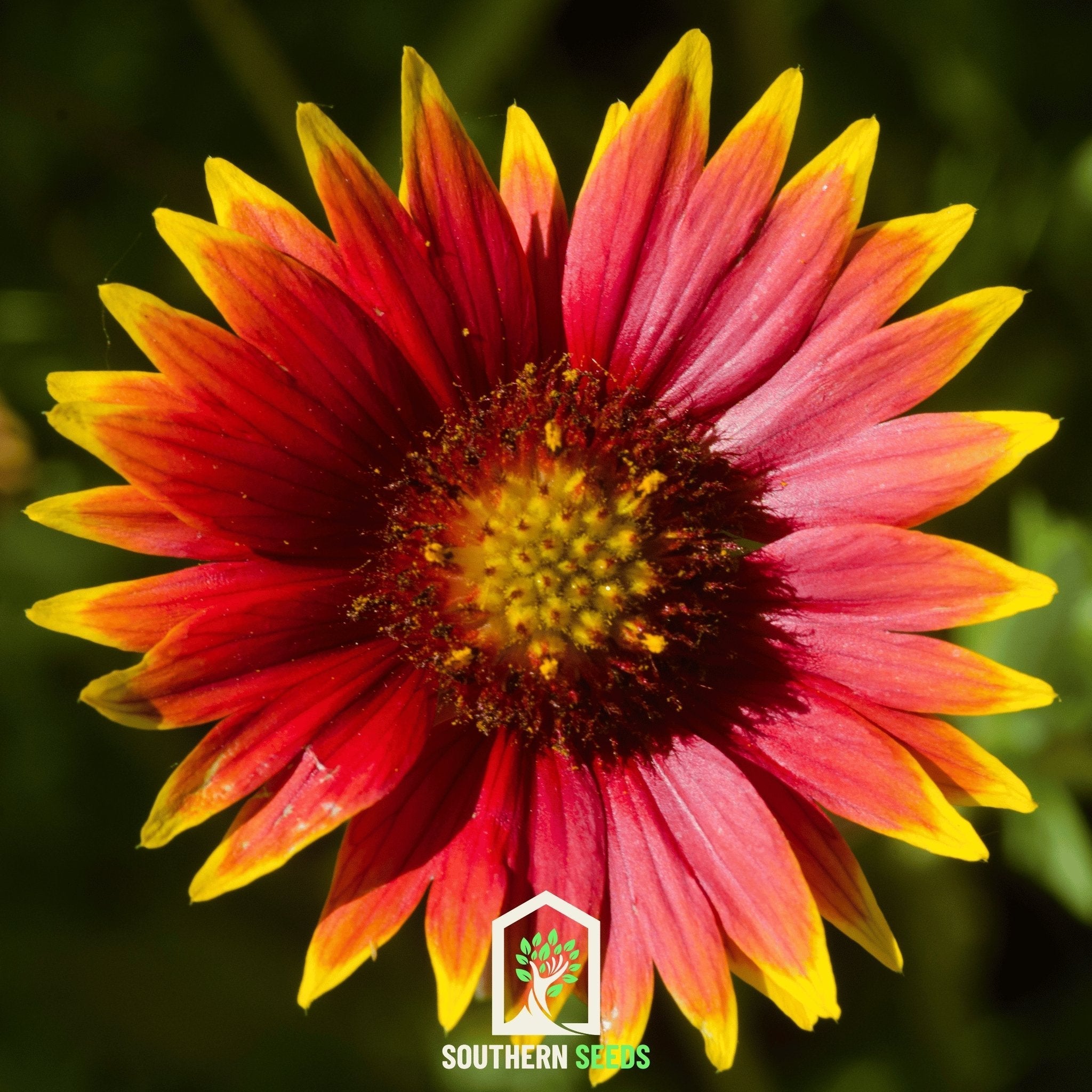 Blanket Flower Seeds (Gaillardia aristata) — ~200 Heirloom Non-GMO Perennial Seeds