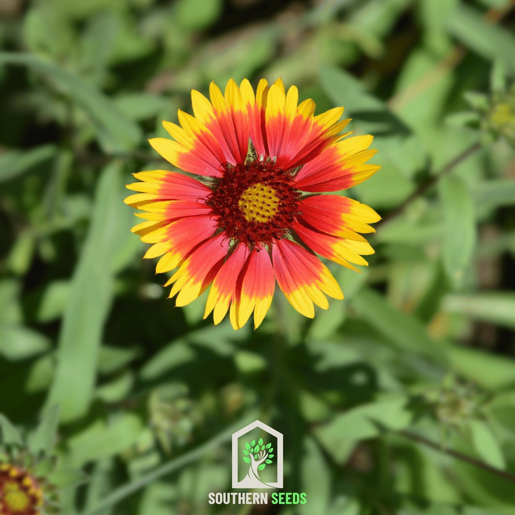Blanket Flower Seeds (Gaillardia aristata) — ~200 Heirloom Non-GMO Perennial Seeds