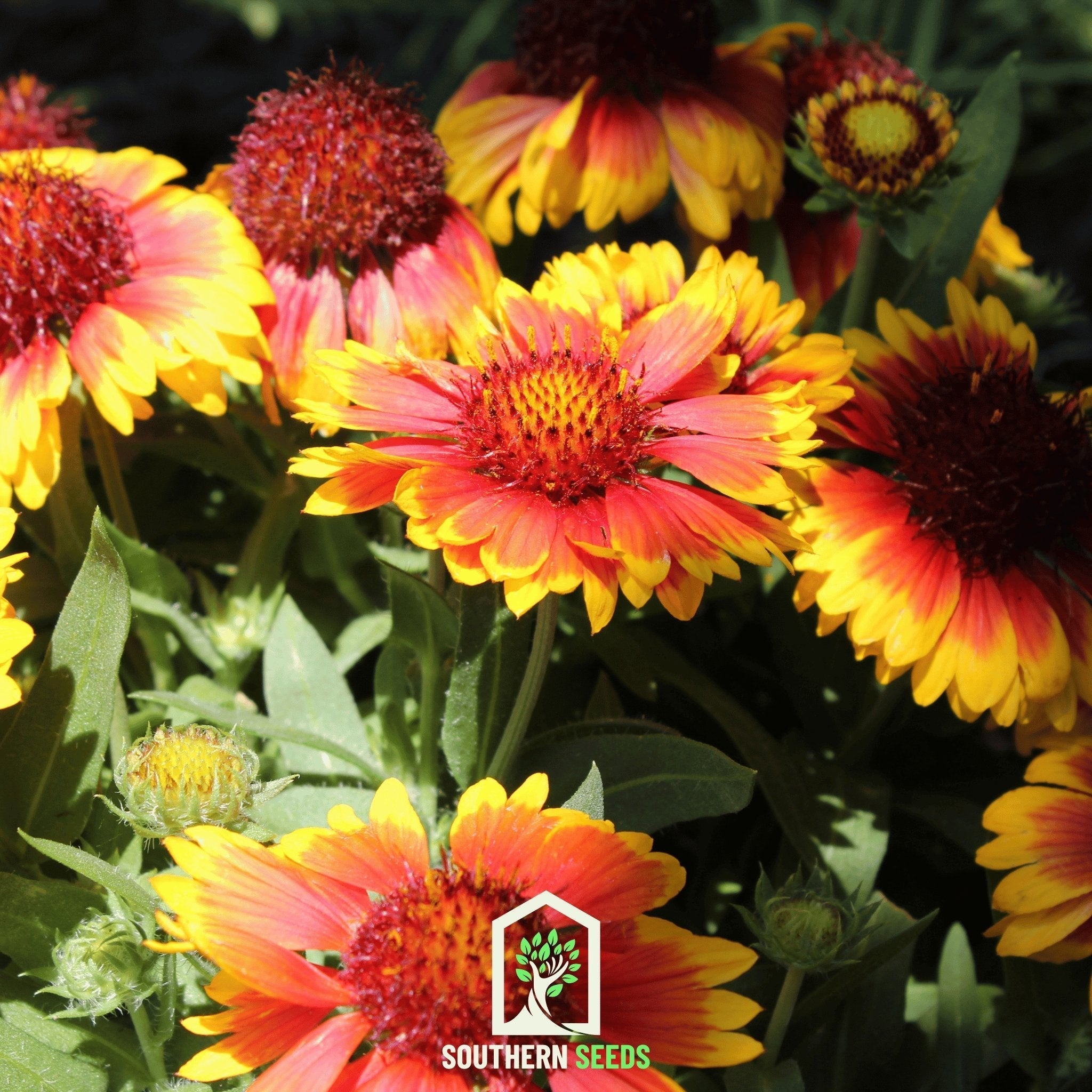 Blanket Flower Seeds (Gaillardia aristata) — ~200 Heirloom Non-GMO Perennial Seeds