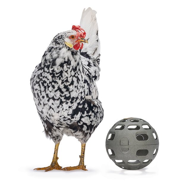 Gaun Chicken Snack Ball — Eco-Friendly Foraging Toy for Backyard Chickens