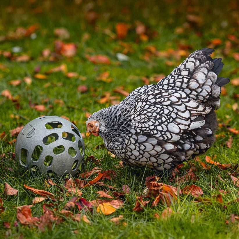 Gaun Chicken Snack Ball — Eco-Friendly Foraging Toy for Backyard Chickens