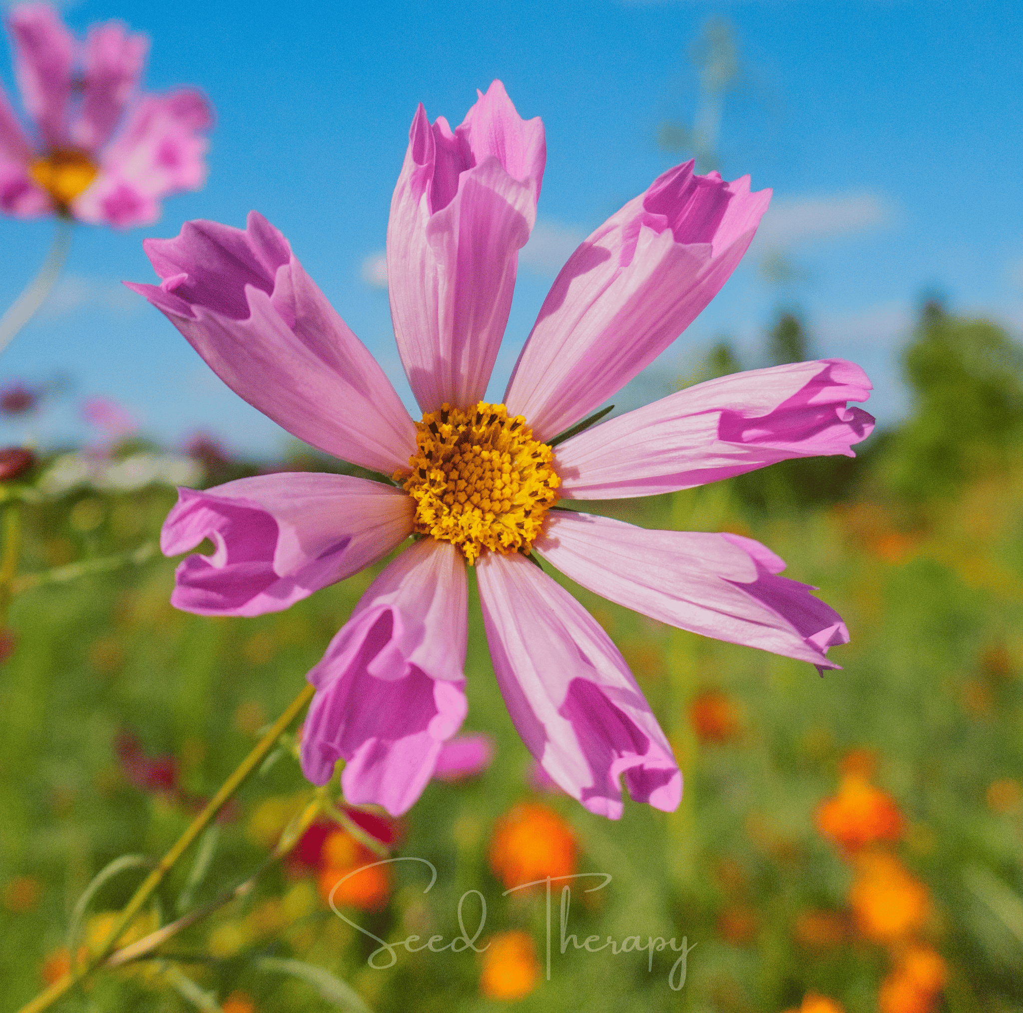 Sea Shells Cosmos Seeds — 100 Pack | Unique Tubular Blooms, Easy-to-Grow Annual