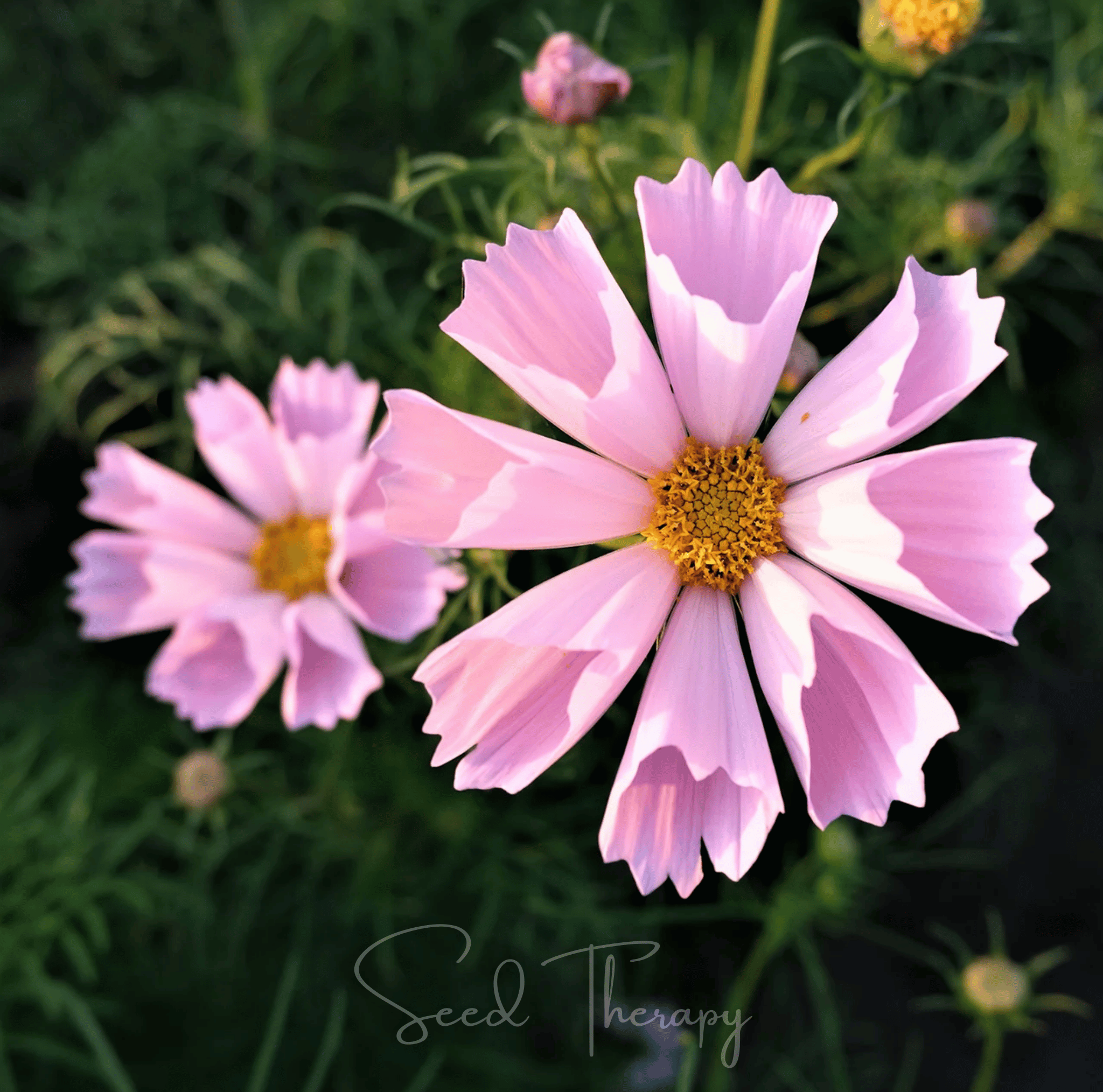 Sea Shells Cosmos Seeds — 100 Pack | Unique Tubular Blooms, Easy-to-Grow Annual
