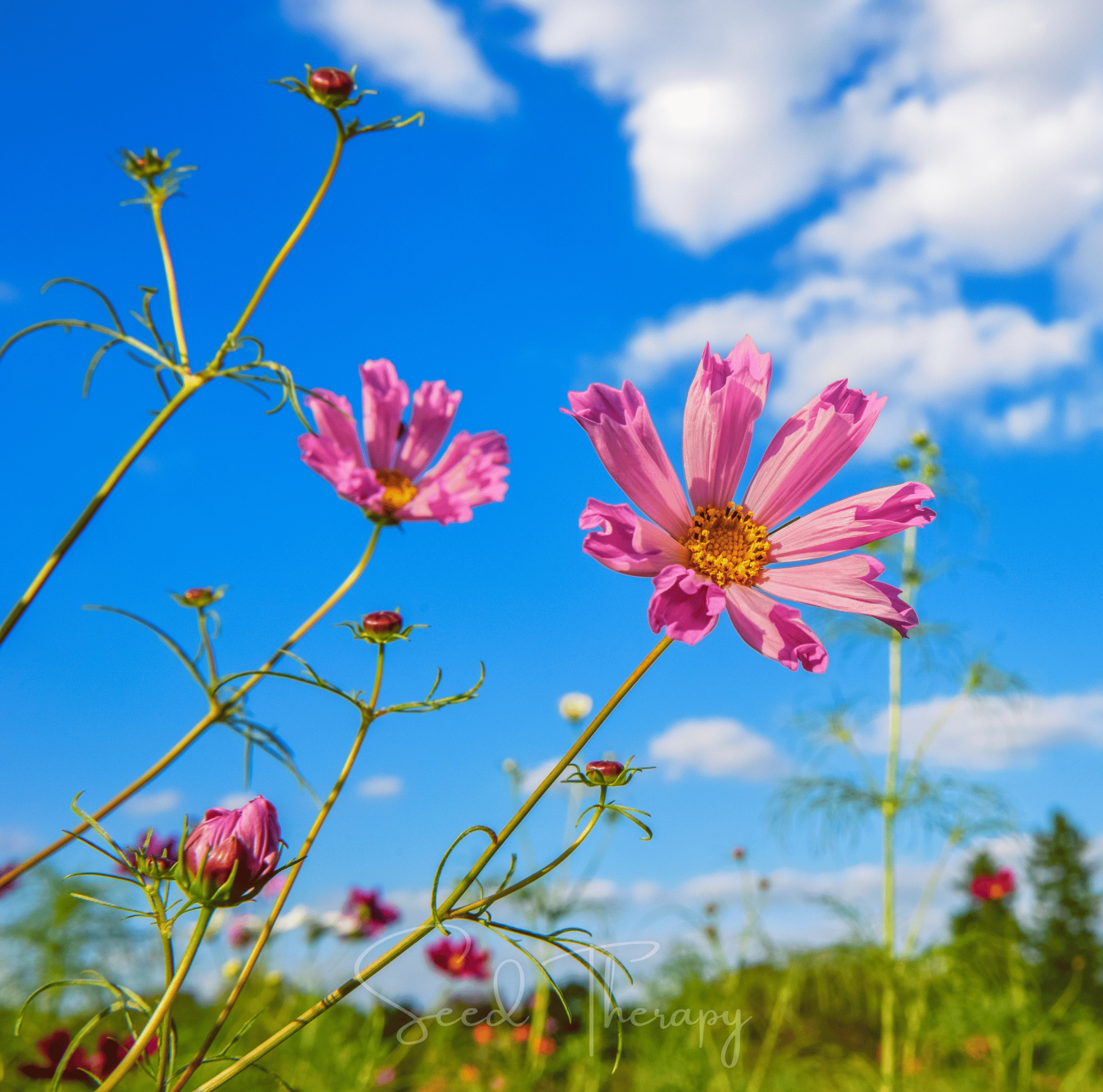 Pink flowers with a blue sky and clouds in the background