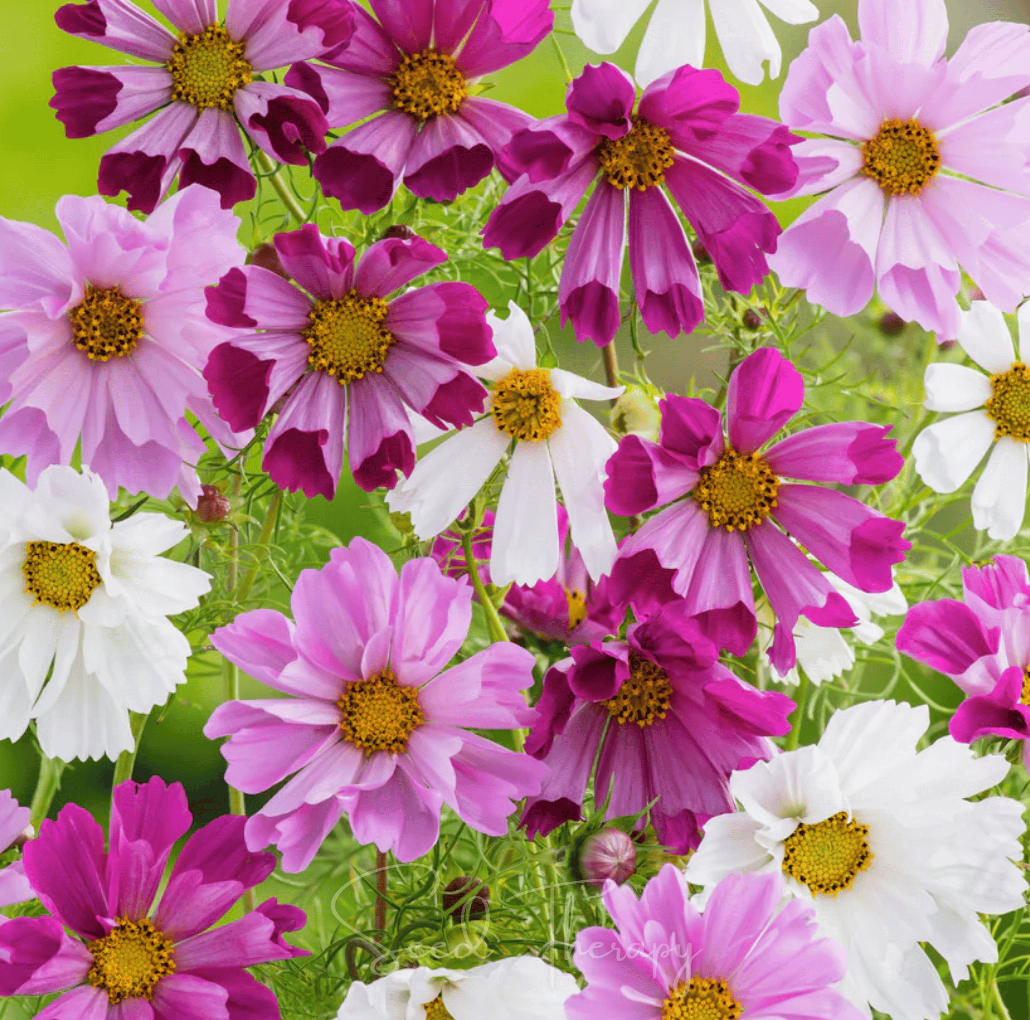 Sea Shells Cosmos Seeds — 100 Pack | Unique Tubular Blooms, Easy-to-Grow Annual
