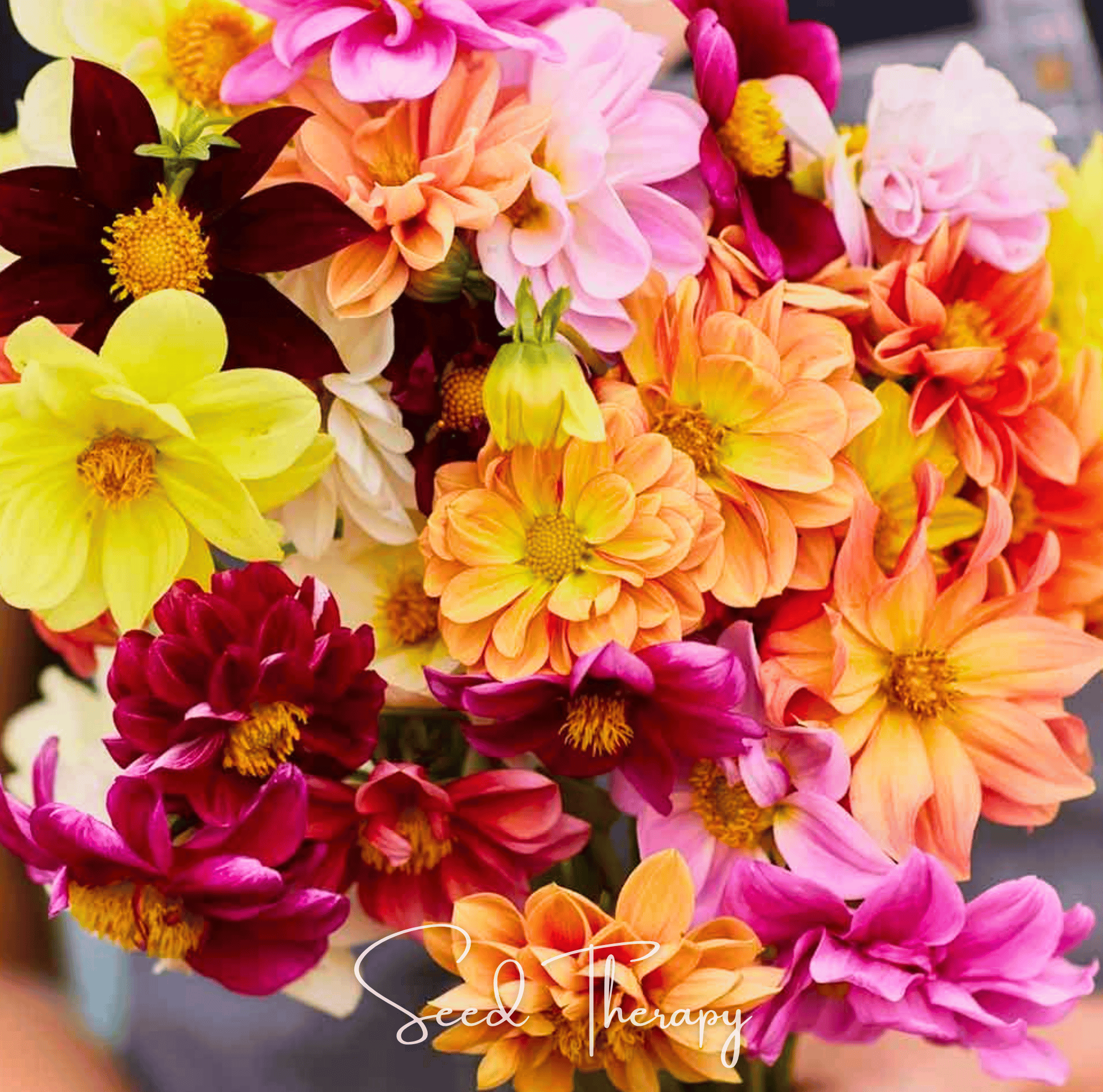 Early Bird Dahlia Mix Seeds | 25 Seeds | Heirloom, Non-GMO | Southern Seeds