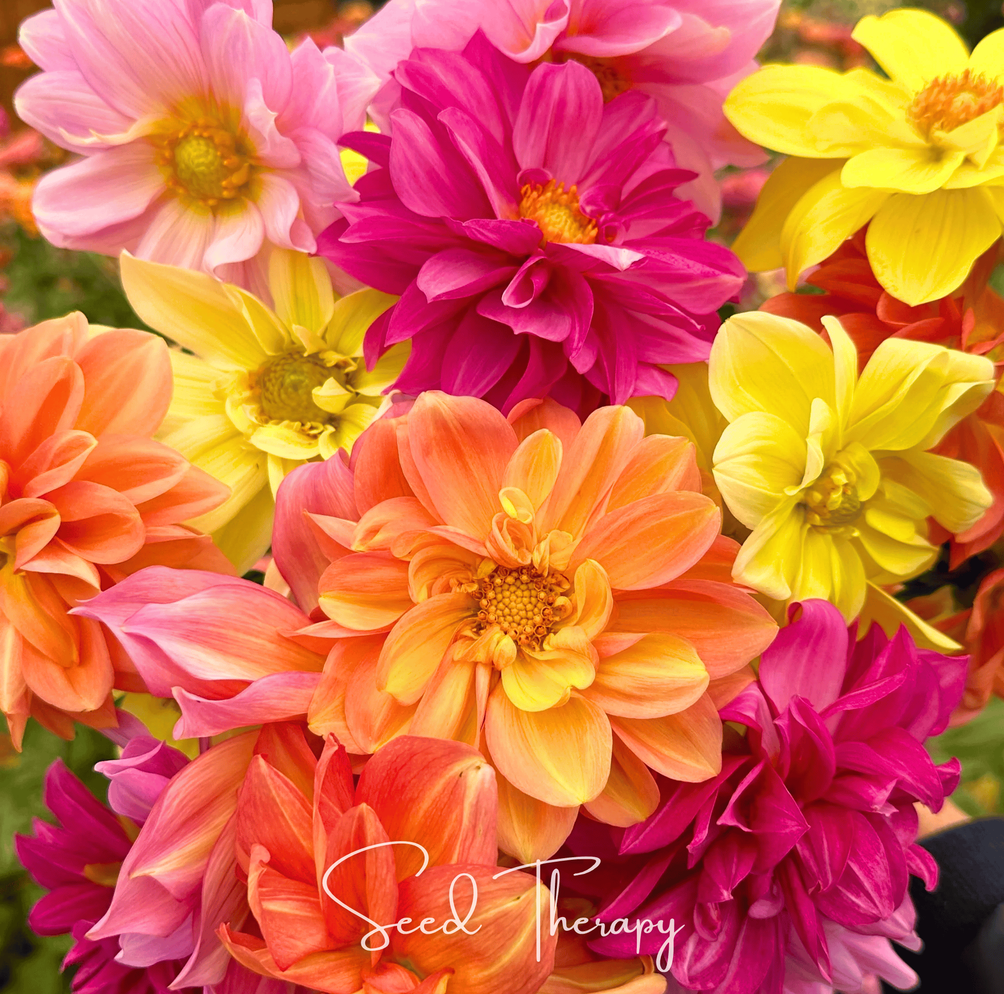 Early Bird Dahlia Mix Seeds | 25 Seeds | Heirloom, Non-GMO | Southern Seeds