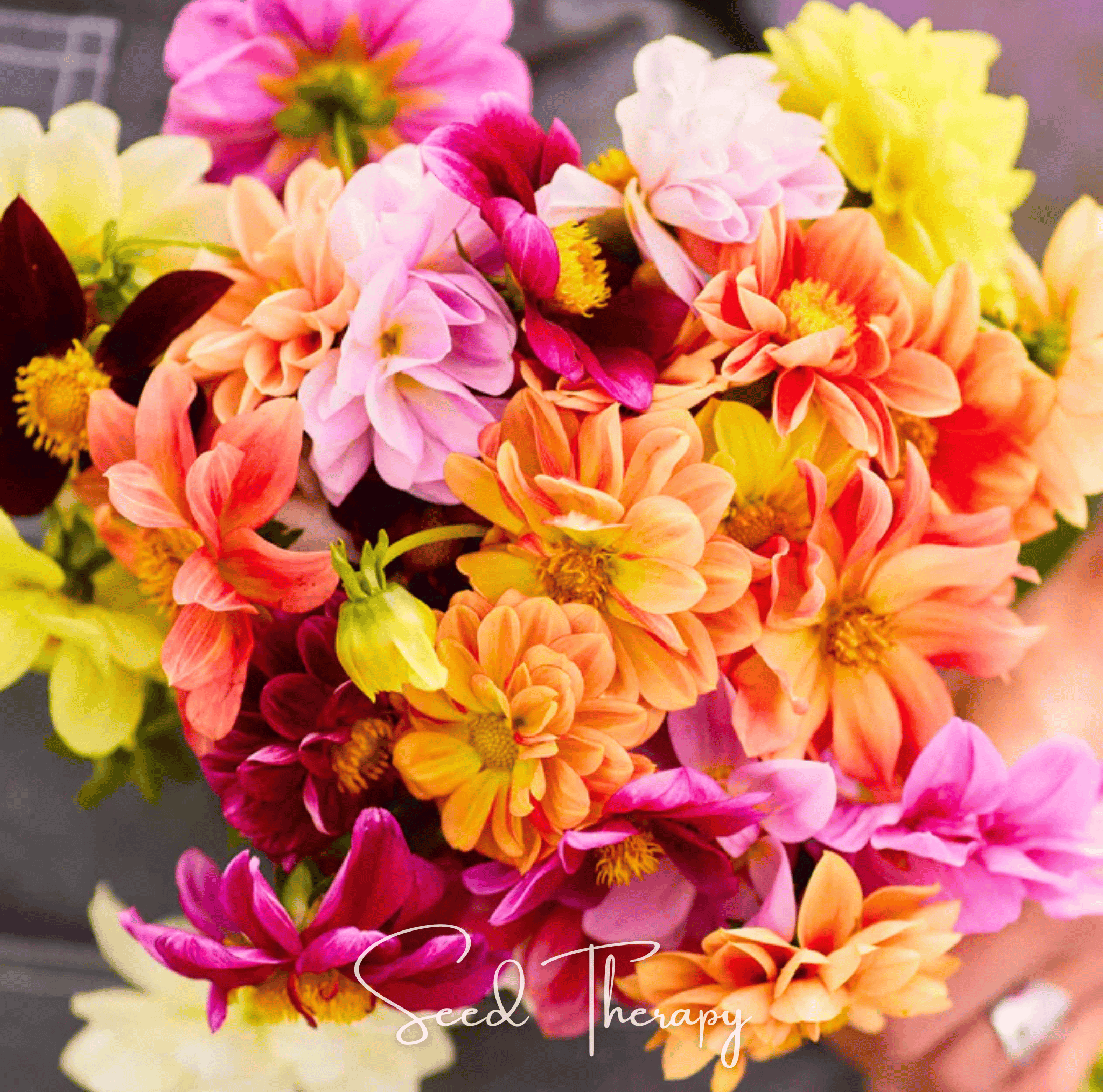 Bouquet of colorful flowers with 'Seed Therapy' branding.