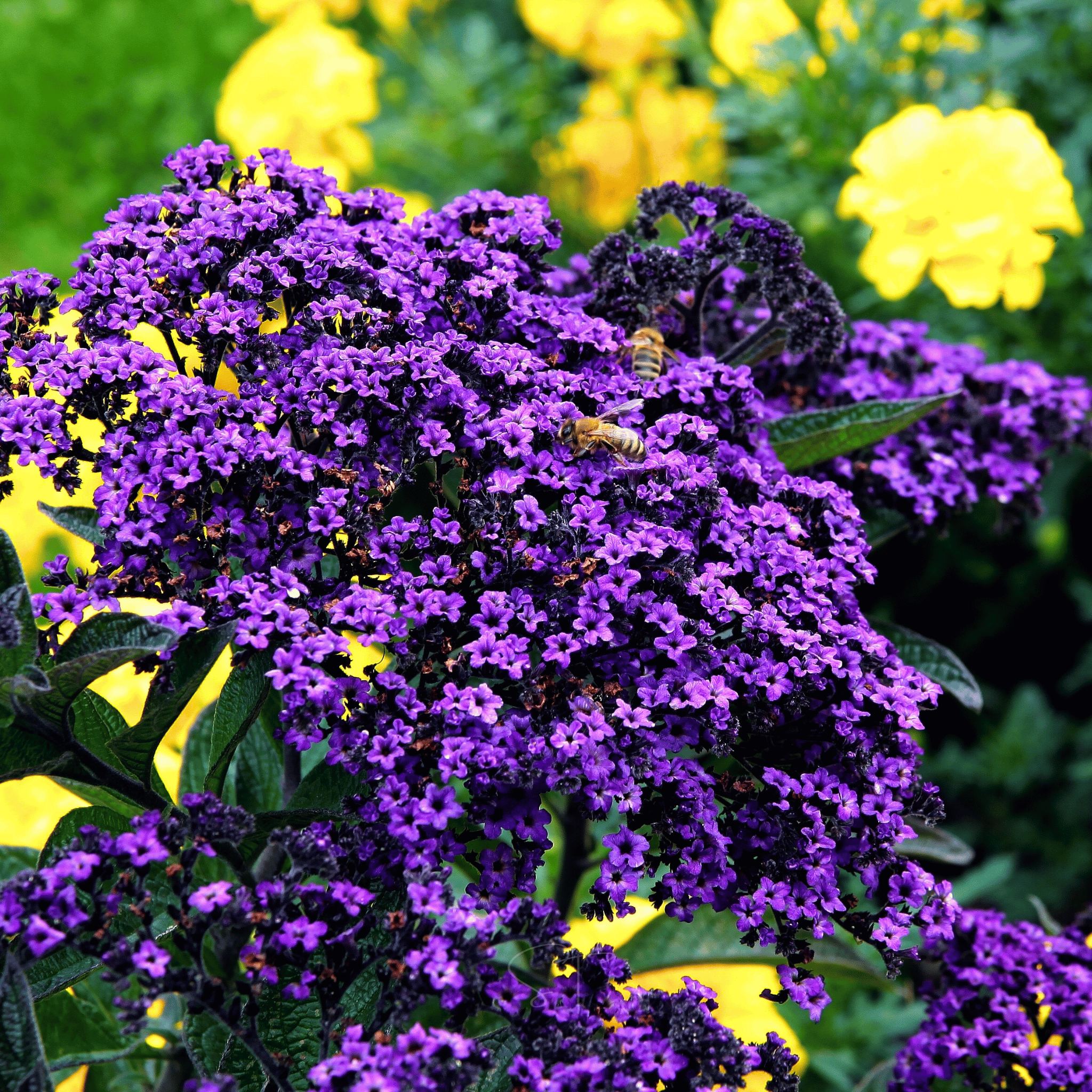 Dwarf Marine Heliotrope Seeds — 50 Pack | Fragrant Violet Blooms for Containers & Gardens