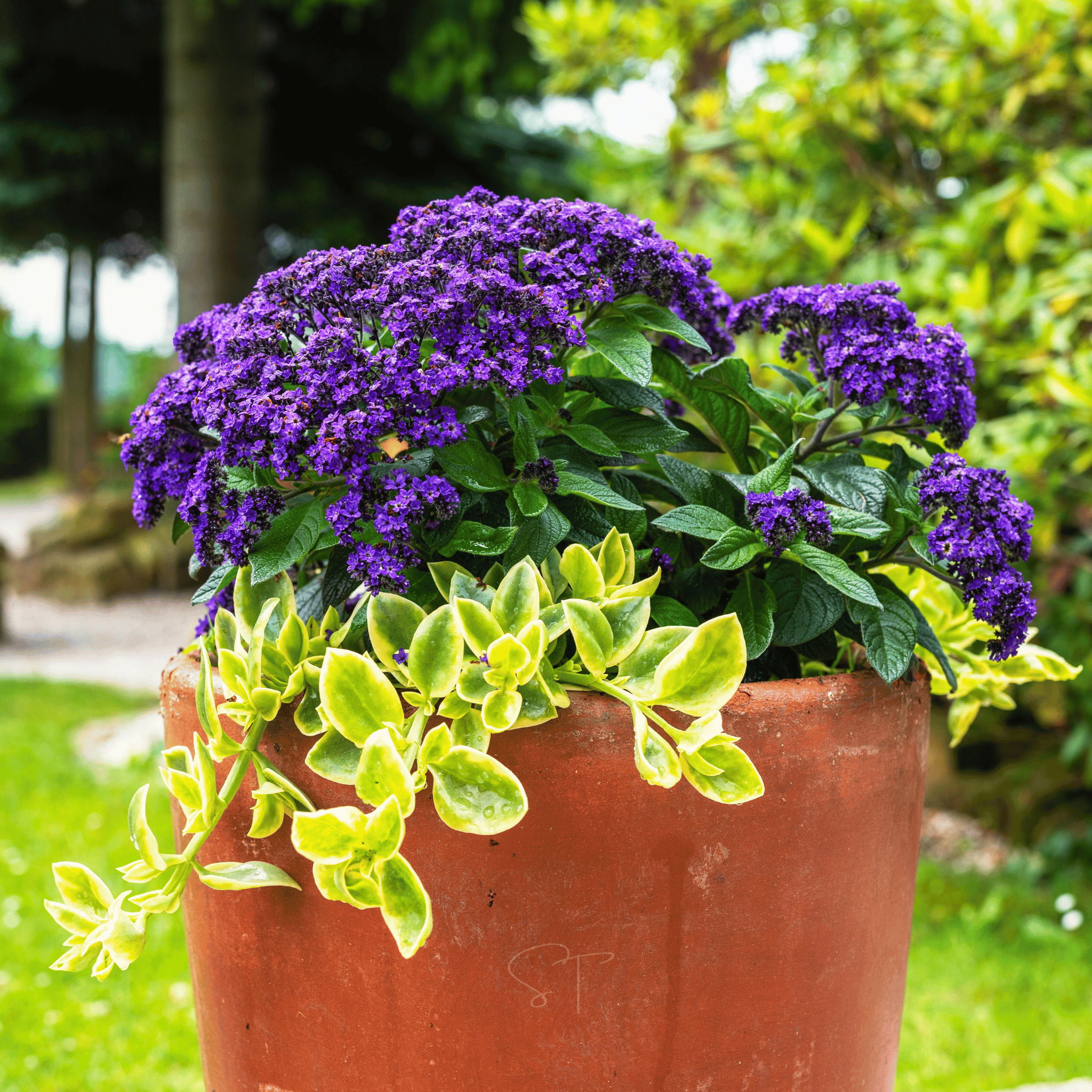Dwarf Marine Heliotrope Seeds — 50 Pack | Fragrant Violet Blooms for Containers & Gardens