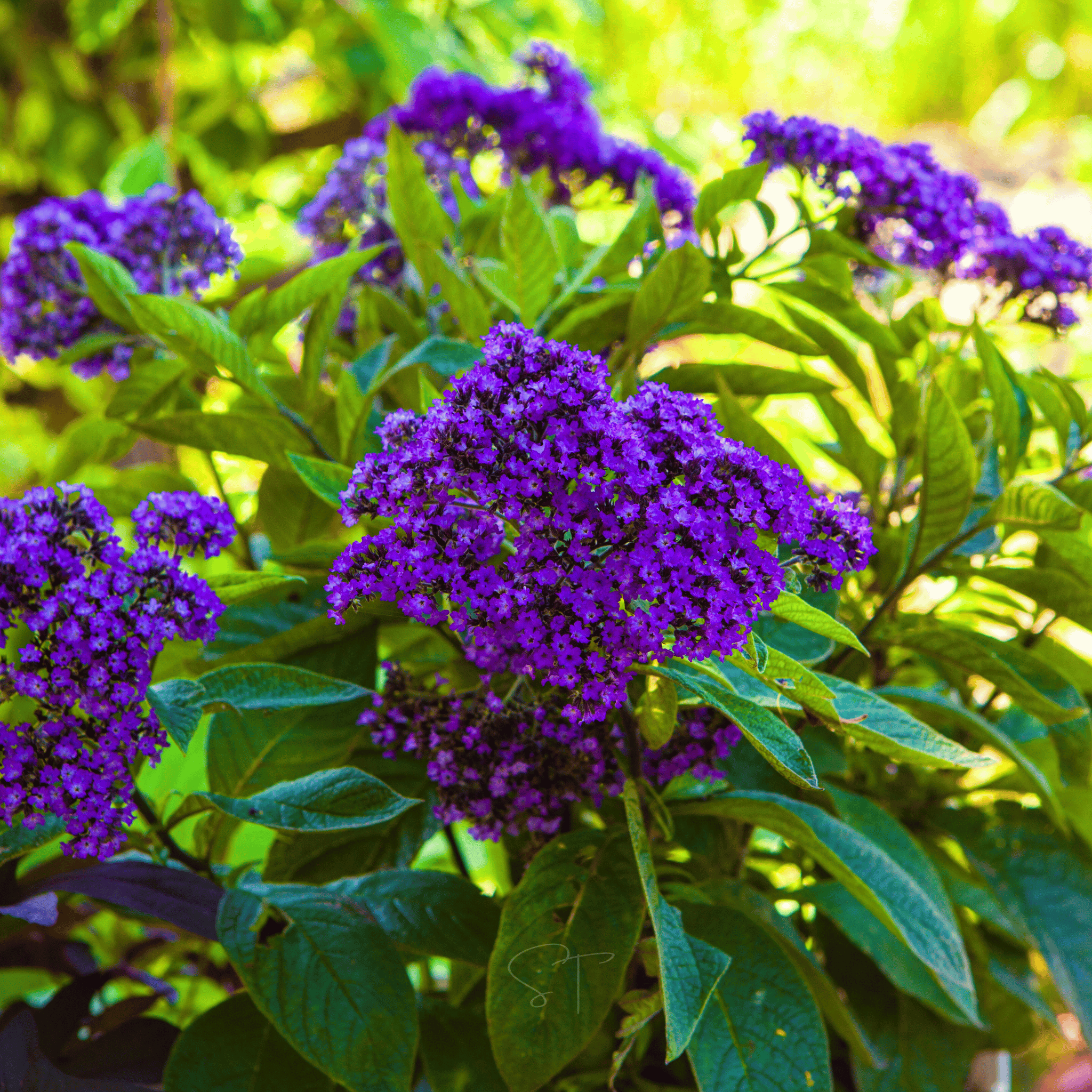 Dwarf Marine Heliotrope Seeds — 50 Pack | Fragrant Violet Blooms for Containers & Gardens