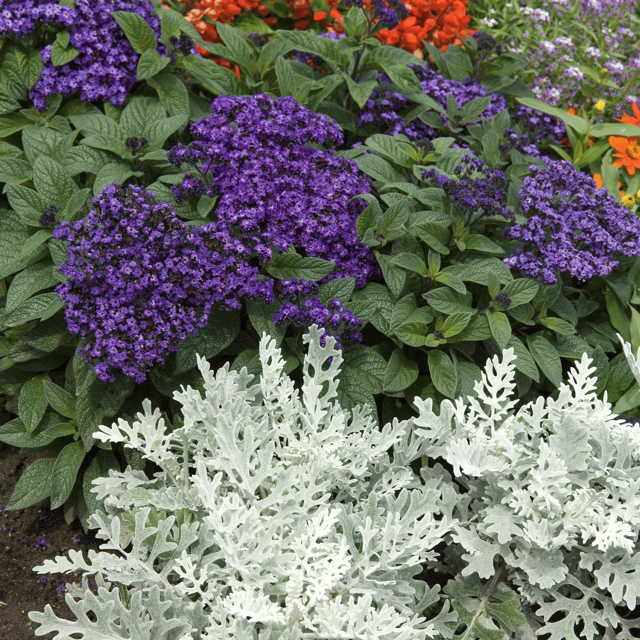 Dwarf Marine Heliotrope Seeds — 50 Pack | Fragrant Violet Blooms for Containers & Gardens