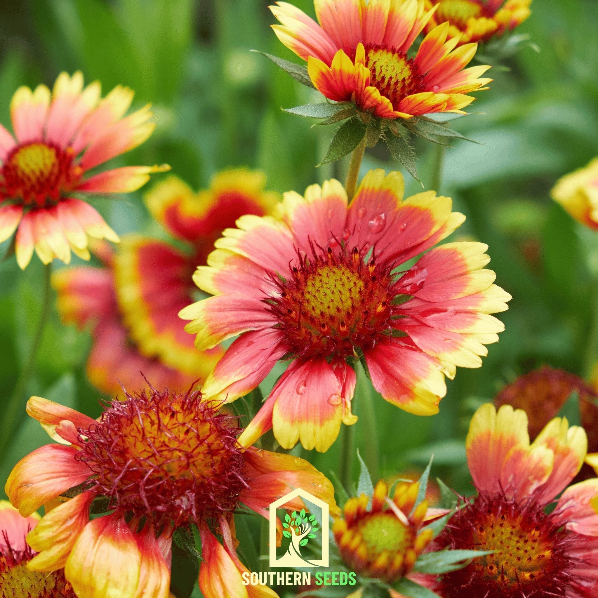 Indian Blanket Seeds (Gaillardia pulchella) — ~200 Heirloom Non-GMO Annual Wildflower Seeds