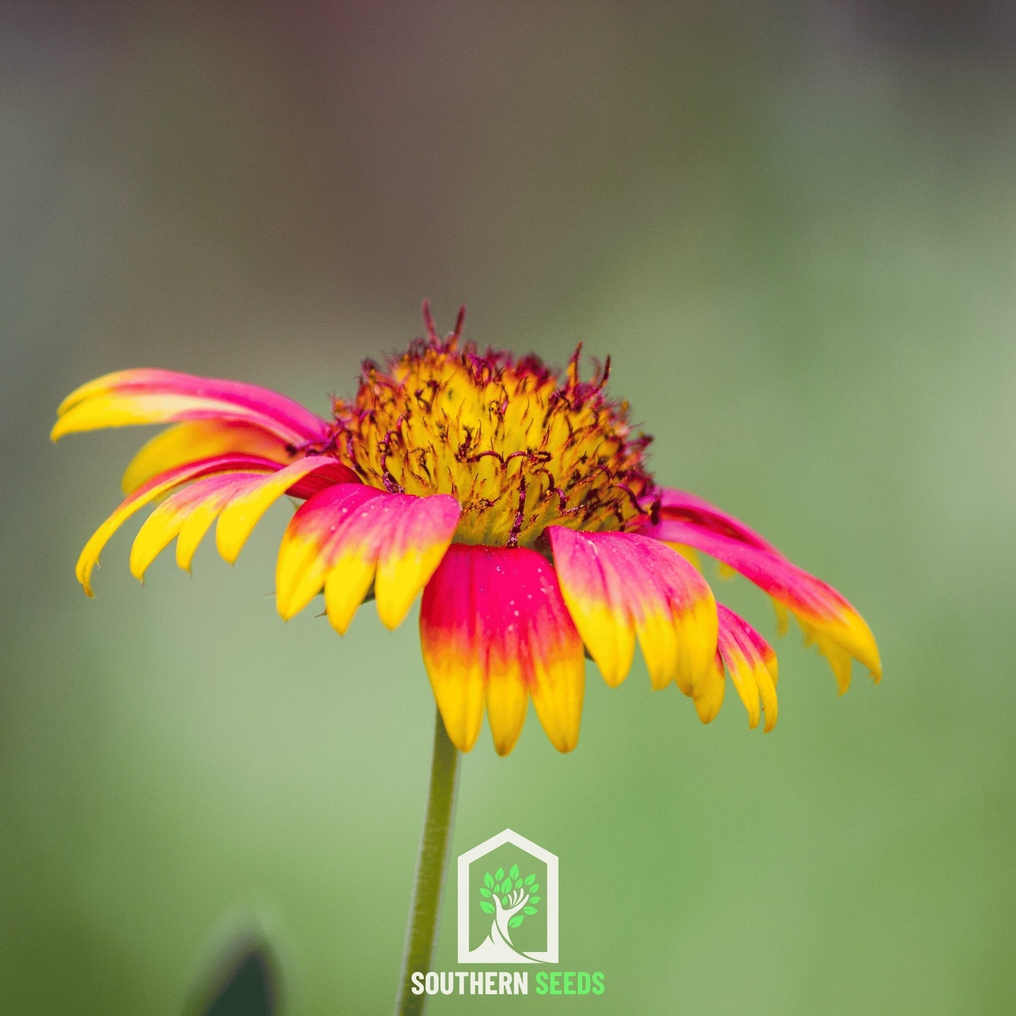 Indian Blanket Seeds (Gaillardia pulchella) — ~200 Heirloom Non-GMO Annual Wildflower Seeds