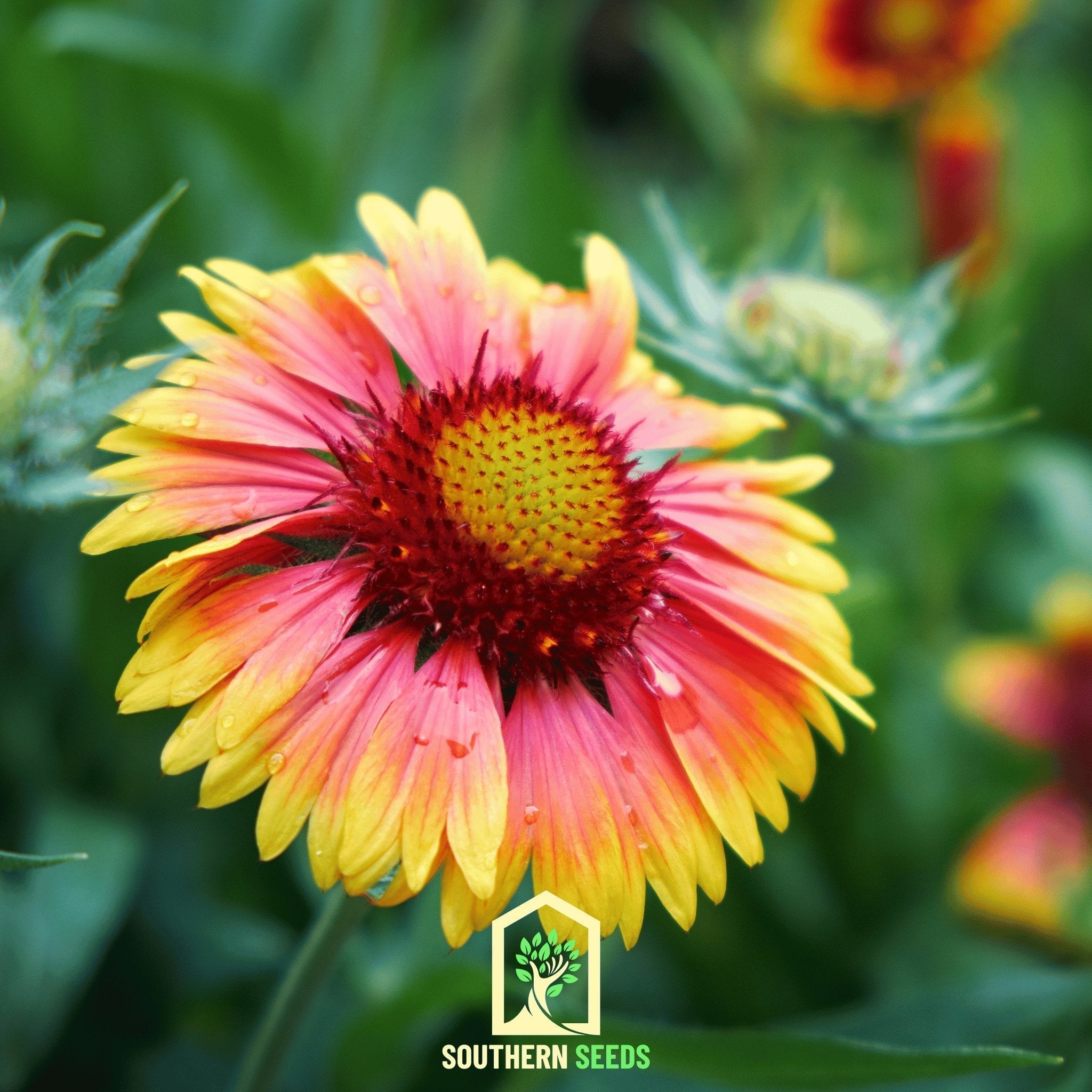 Indian Blanket Seeds (Gaillardia pulchella) — ~200 Heirloom Non-GMO Annual Wildflower Seeds