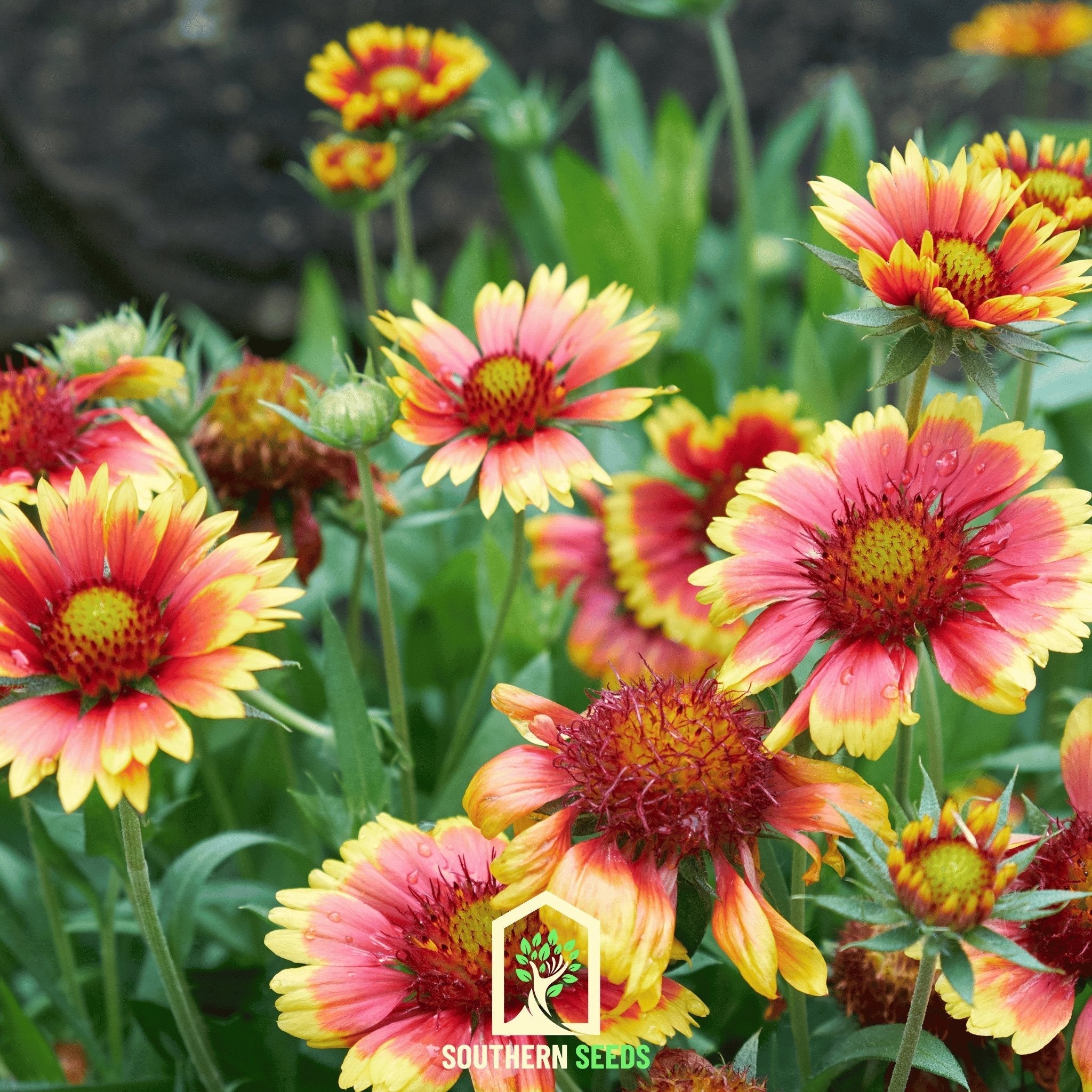 Indian Blanket Seeds (Gaillardia pulchella) — ~200 Heirloom Non-GMO Annual Wildflower Seeds