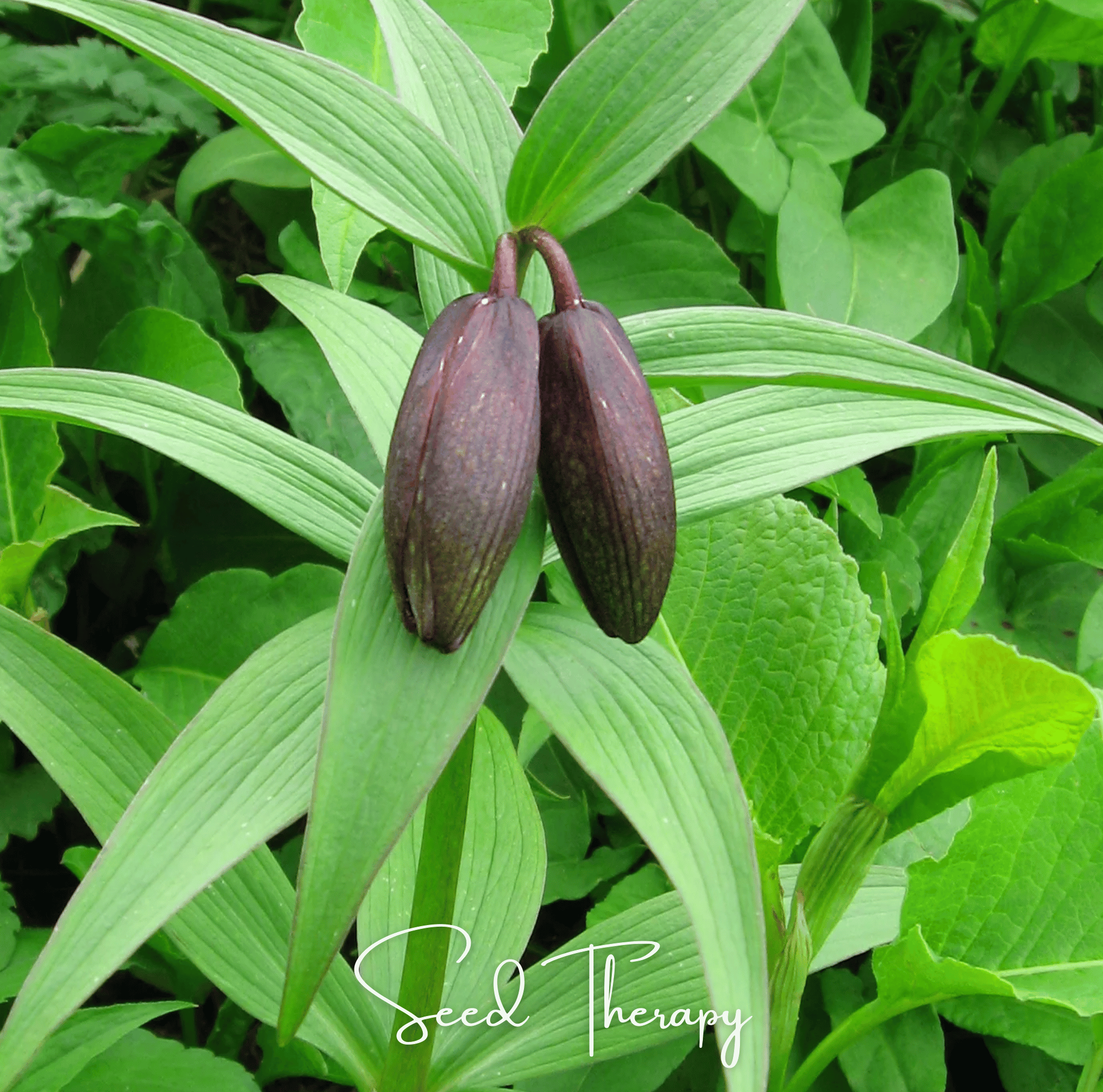 Chocolate Lily Seeds | Kamchatka Fritillary | 10 Seeds | Heirloom, Non-GMO | Southern Seeds