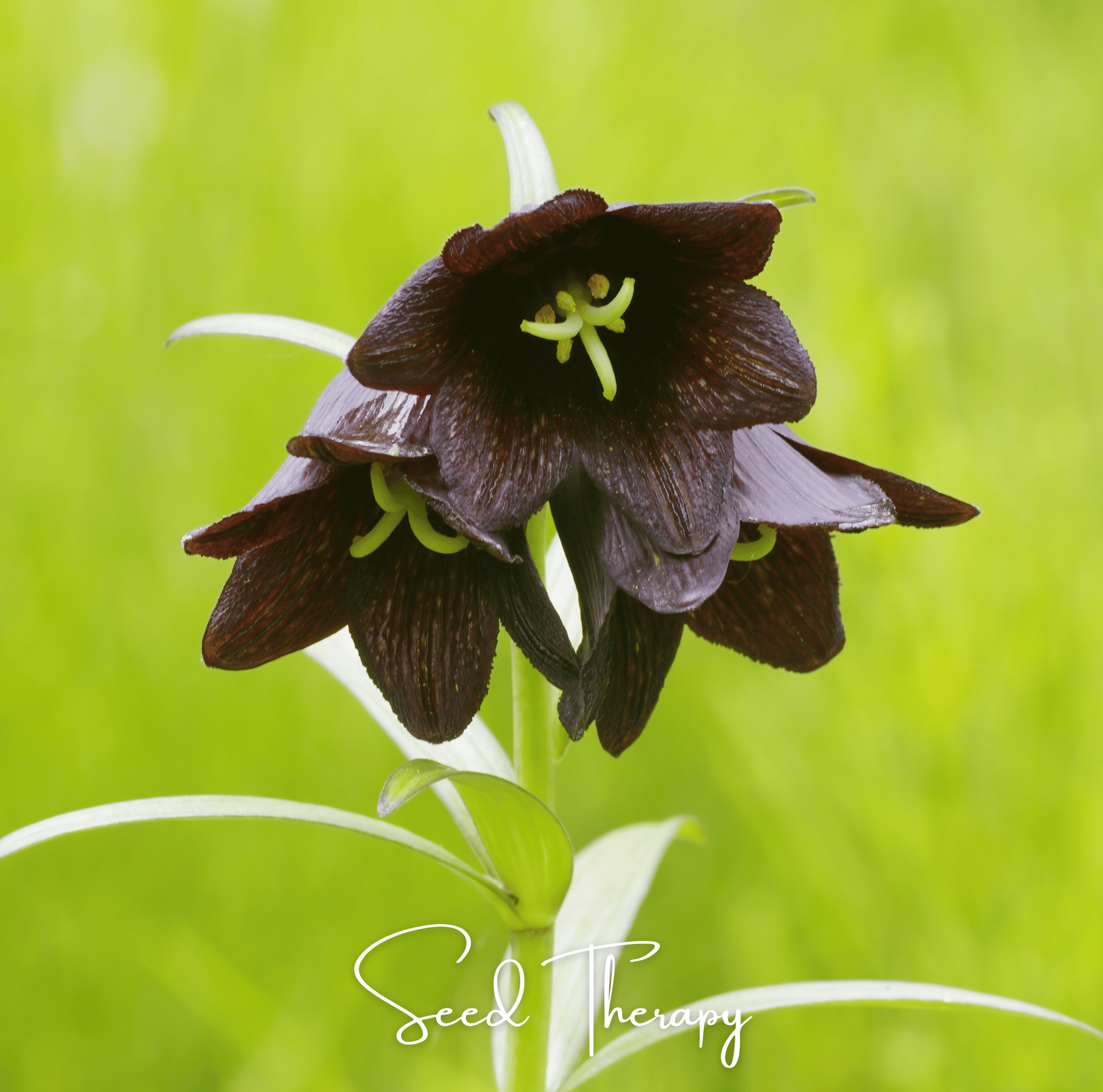 Chocolate Lily Seeds | Kamchatka Fritillary | 10 Seeds | Heirloom, Non-GMO | Southern Seeds