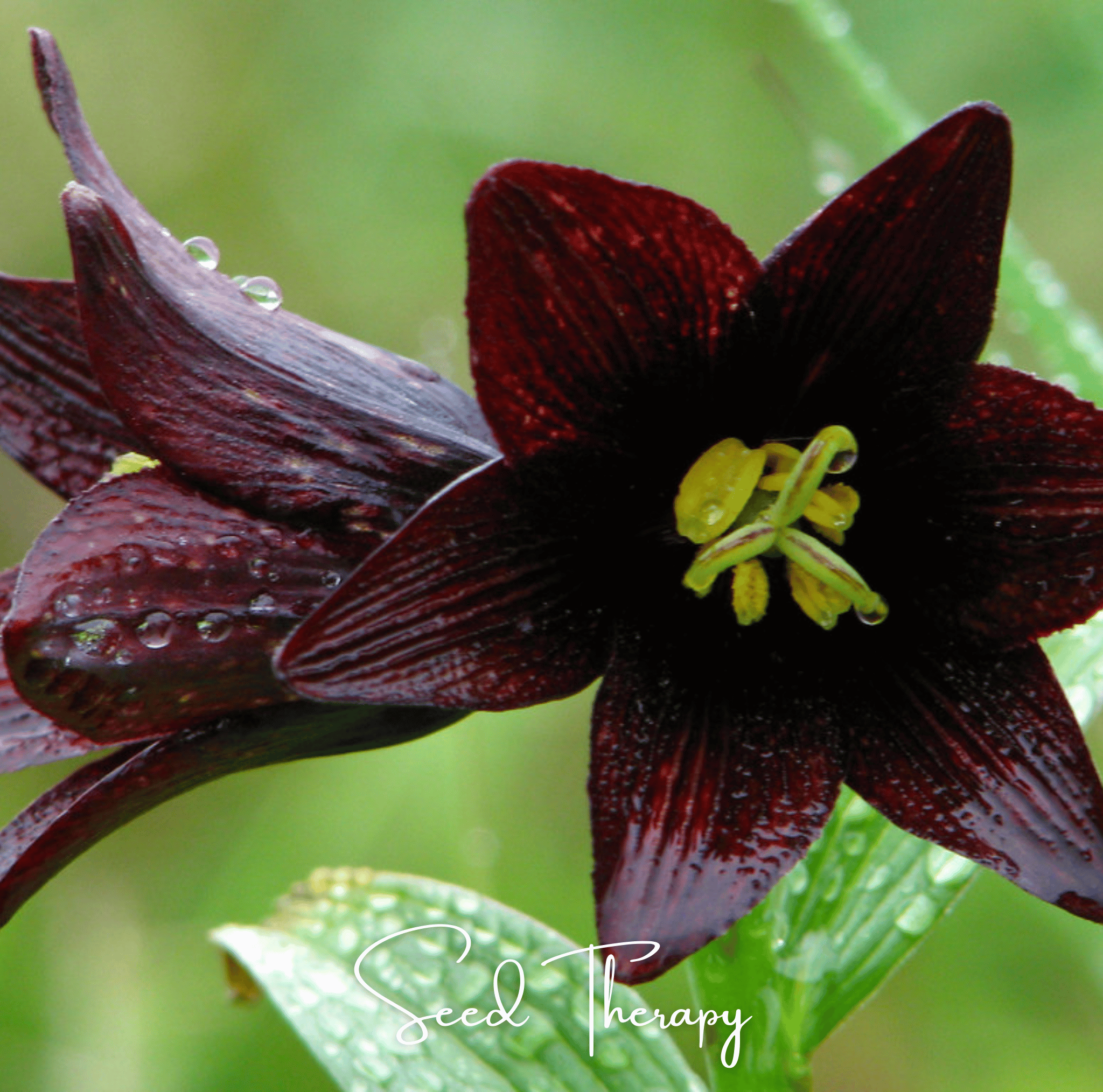 Chocolate Lily Seeds | Kamchatka Fritillary | 10 Seeds | Heirloom, Non-GMO | Southern Seeds