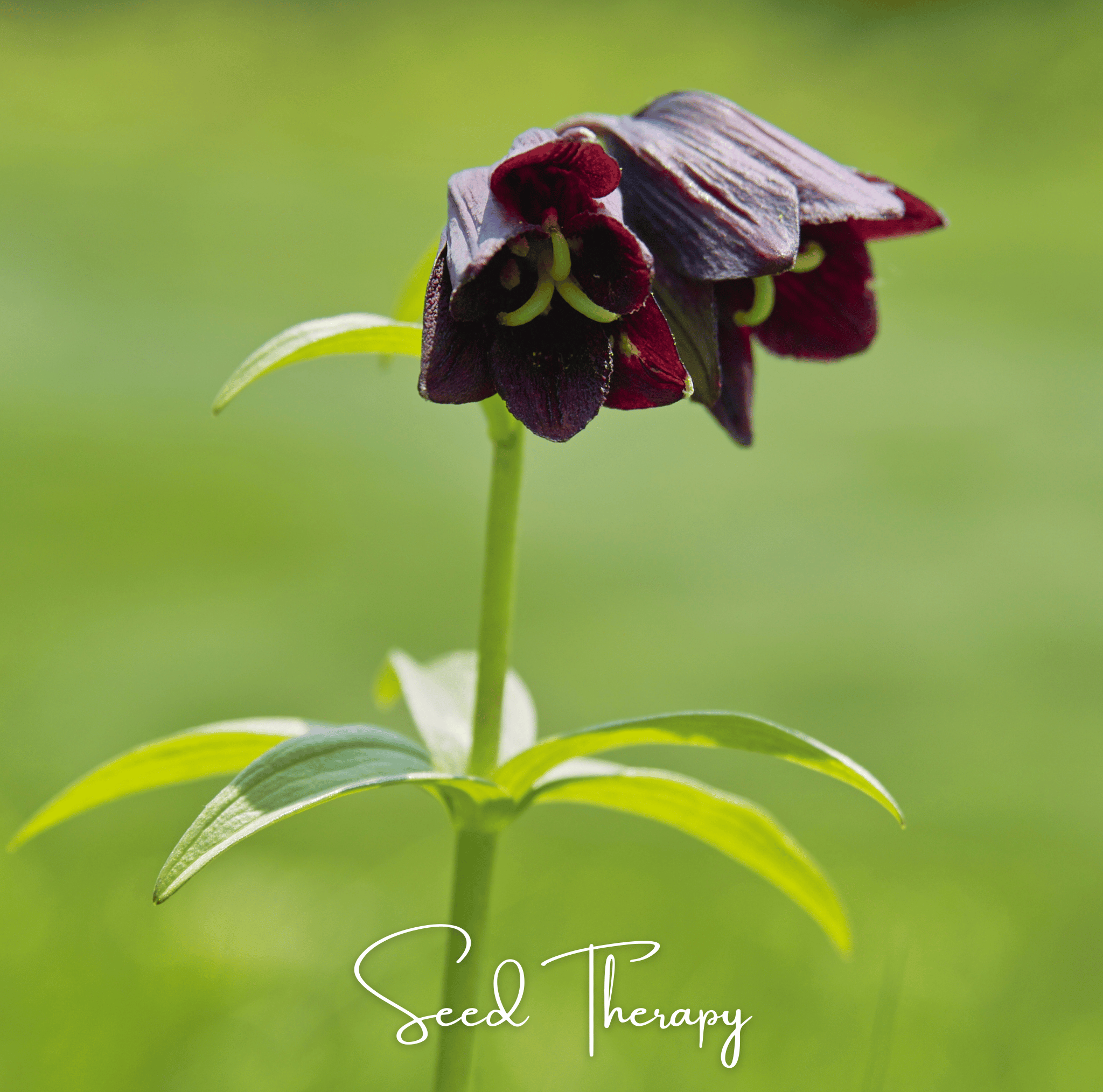 Chocolate Lily Seeds | Kamchatka Fritillary | 10 Seeds | Heirloom, Non-GMO | Southern Seeds