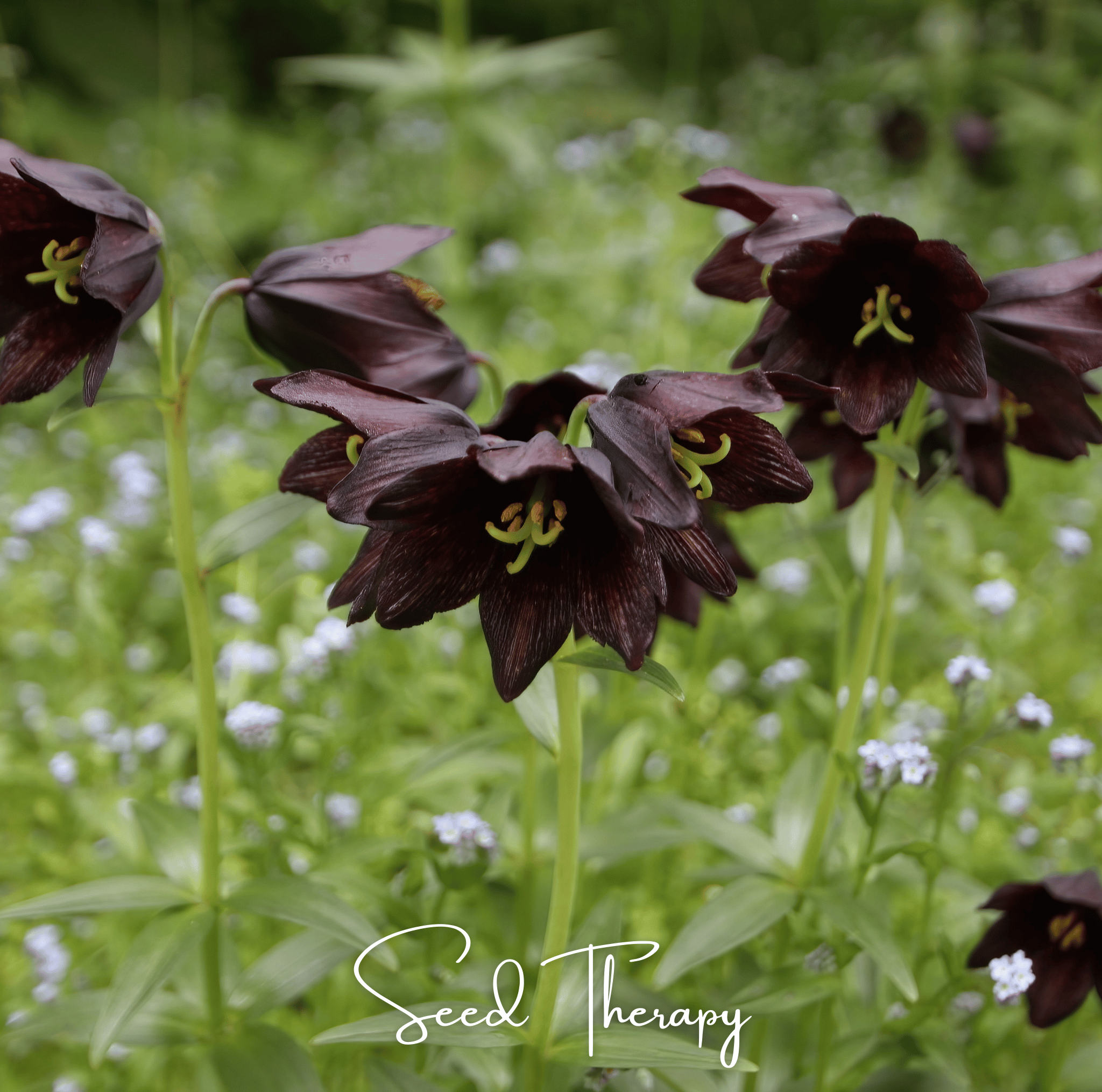 Chocolate Lily Seeds | Kamchatka Fritillary | 10 Seeds | Heirloom, Non-GMO | Southern Seeds