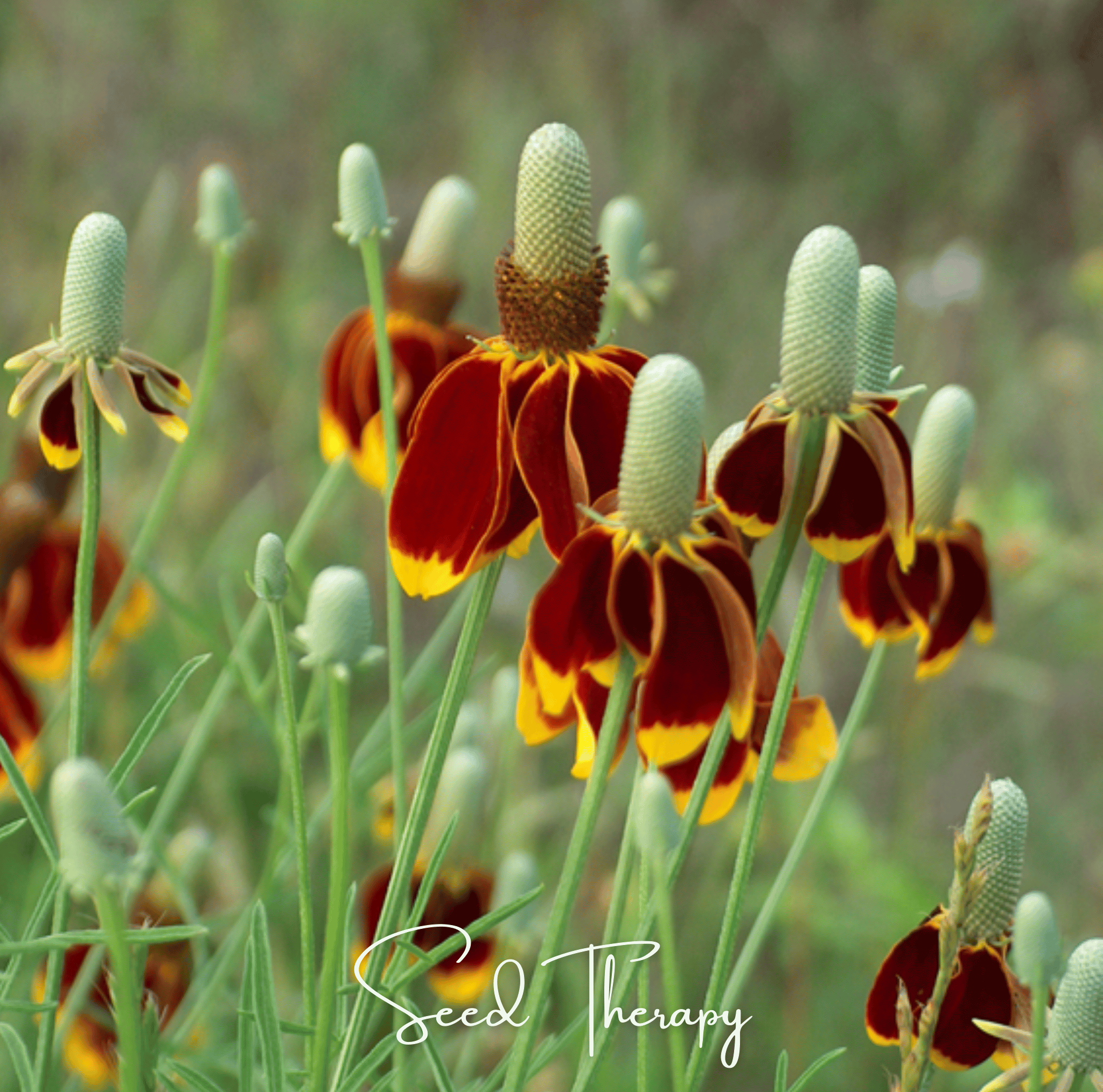 Mexican Hat Wildflower Seeds — 100 Pack | Prairie Coneflower, Drought-Tolerant Perennial