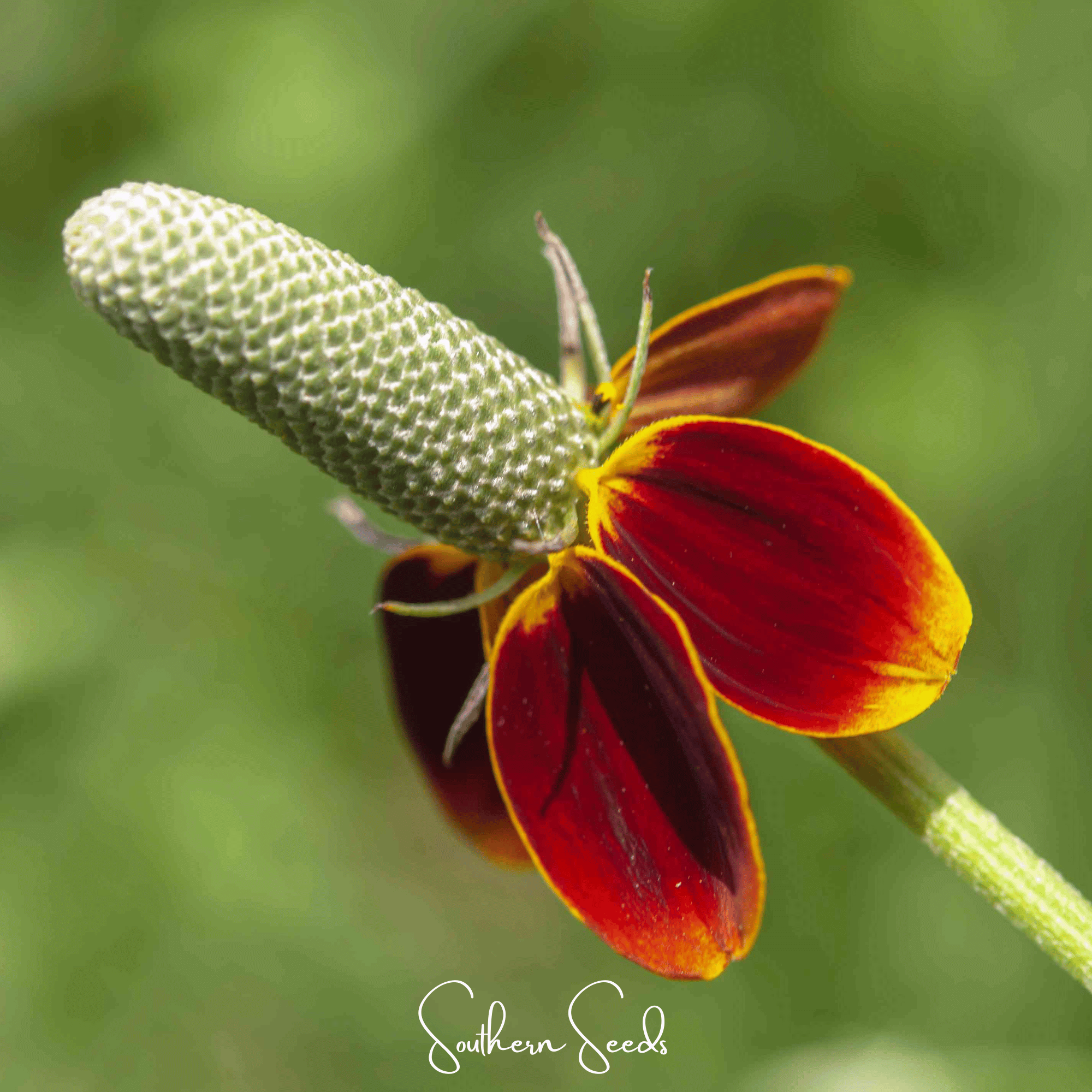 Mexican Hat Wildflower Seeds — 100 Pack | Prairie Coneflower, Drought-Tolerant Perennial
