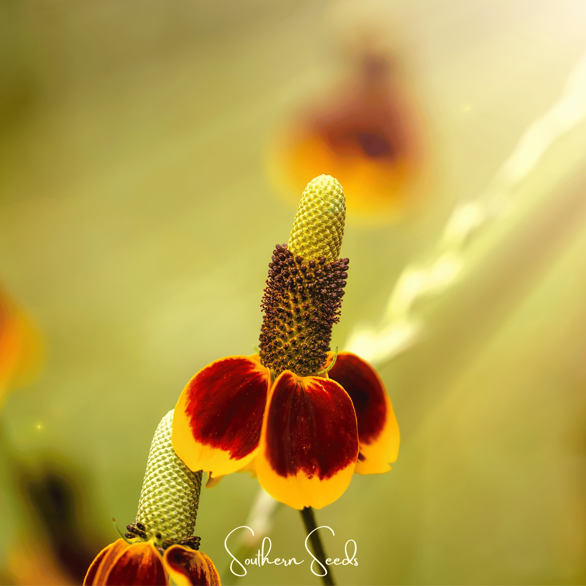 Mexican Hat Wildflower Seeds — 100 Pack | Prairie Coneflower, Drought-Tolerant Perennial