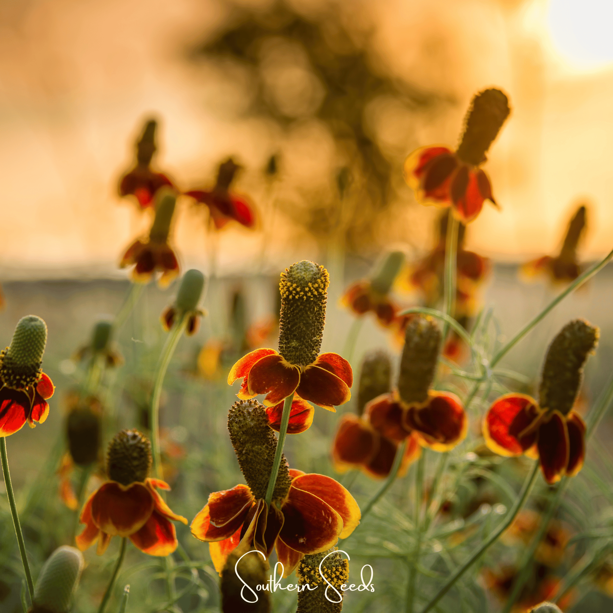 Mexican Hat Wildflower Seeds — 100 Pack | Prairie Coneflower, Drought-Tolerant Perennial