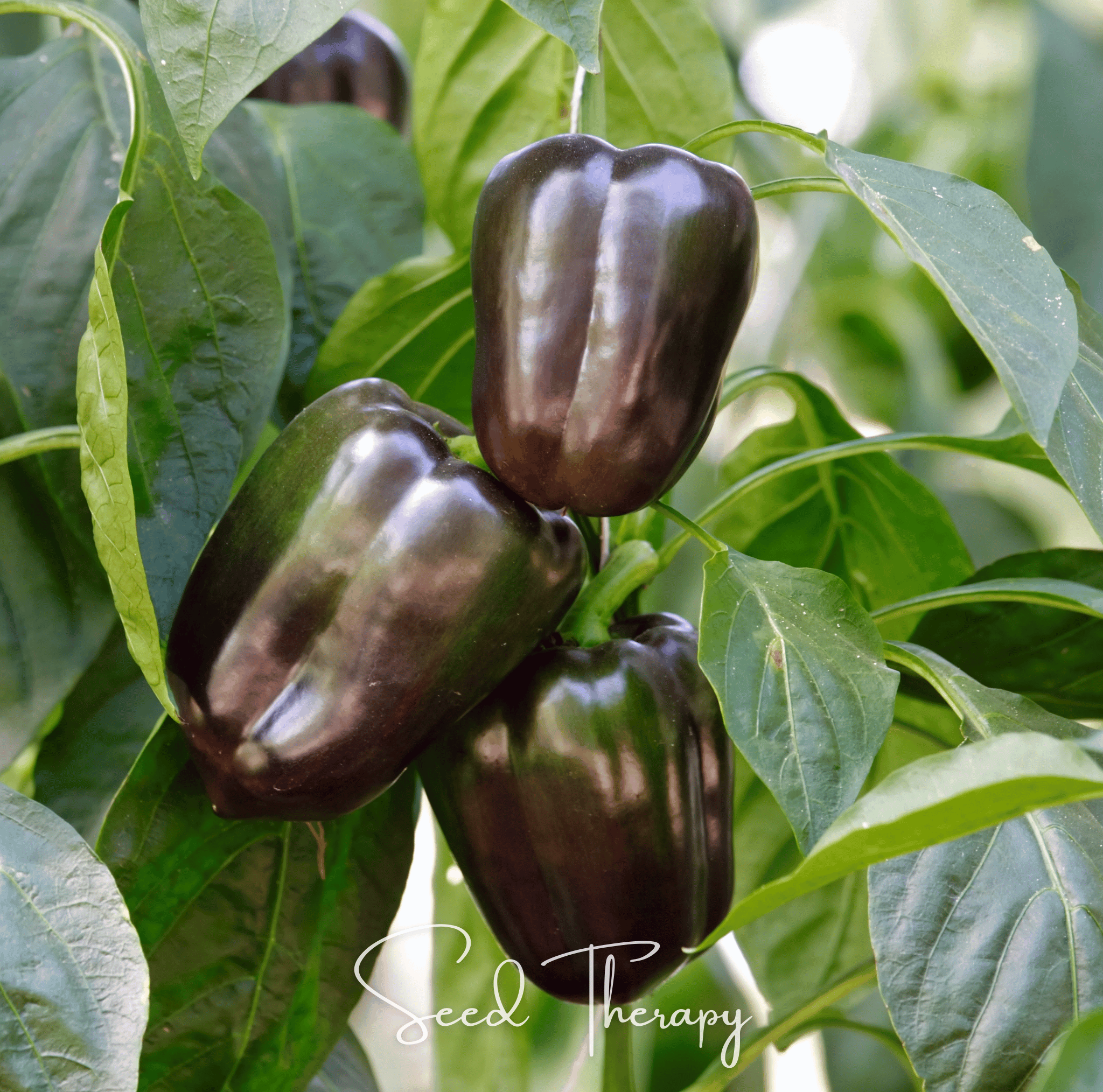 Chocolate Beauty Bell Pepper Seeds — 30 Pack | Sweet, Smoky Heirloom Pepper