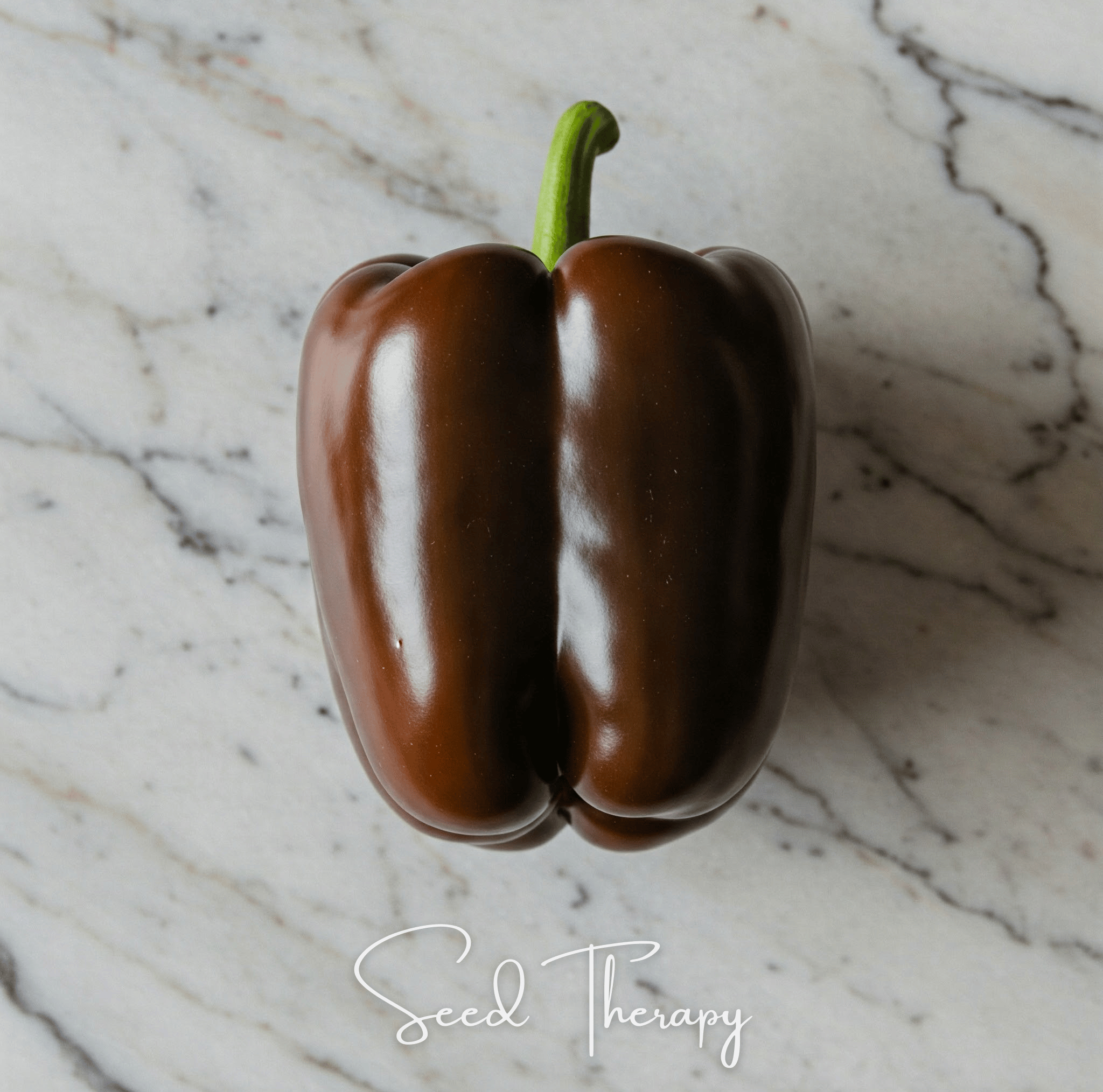 Chocolate Beauty Bell Pepper Seeds — 30 Pack | Sweet, Smoky Heirloom Pepper