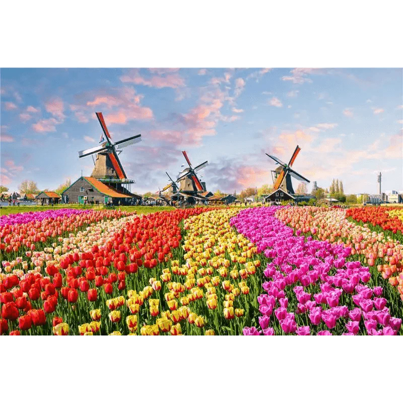 Colorful tulip field with windmills under a blue sky with clouds.