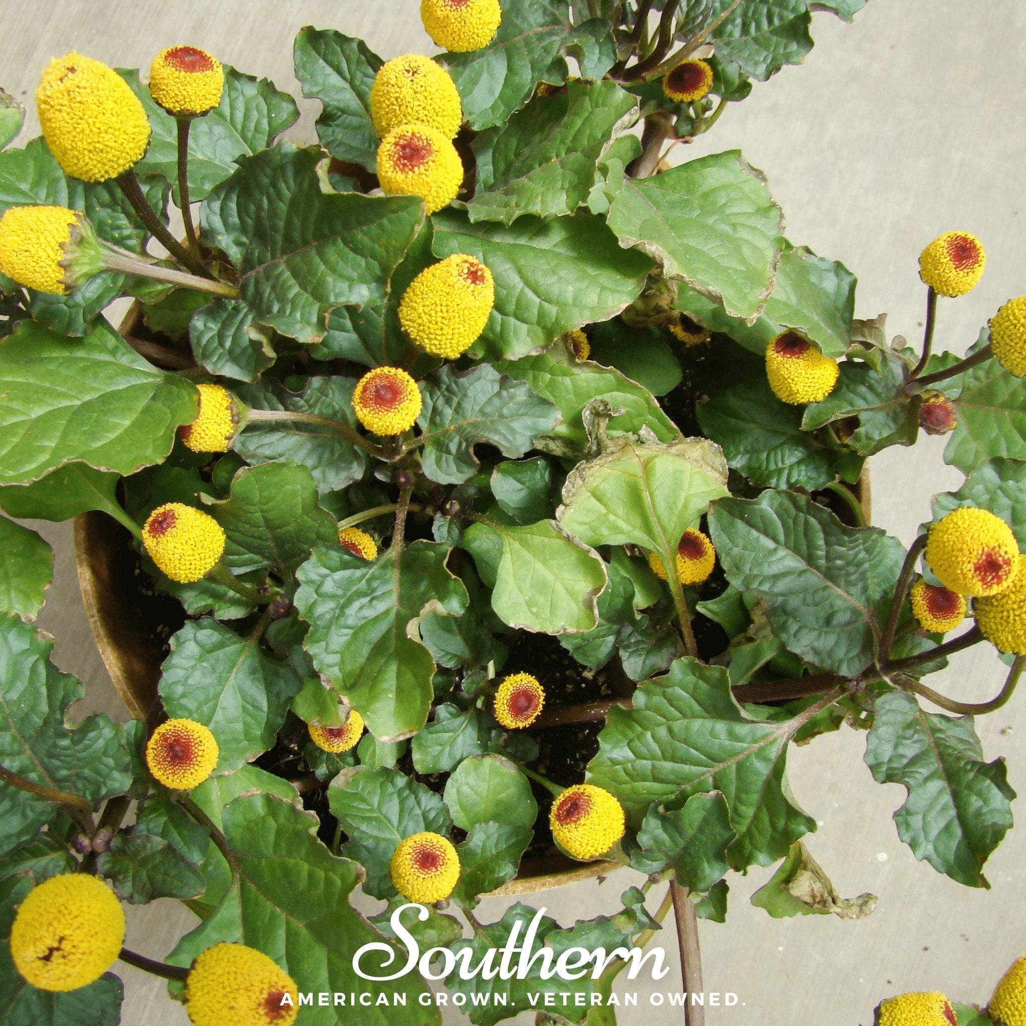 Toothache Plant Seeds | Buzz Buttons | 50 Seeds | Heirloom, Non-GMO | Southern Seeds
