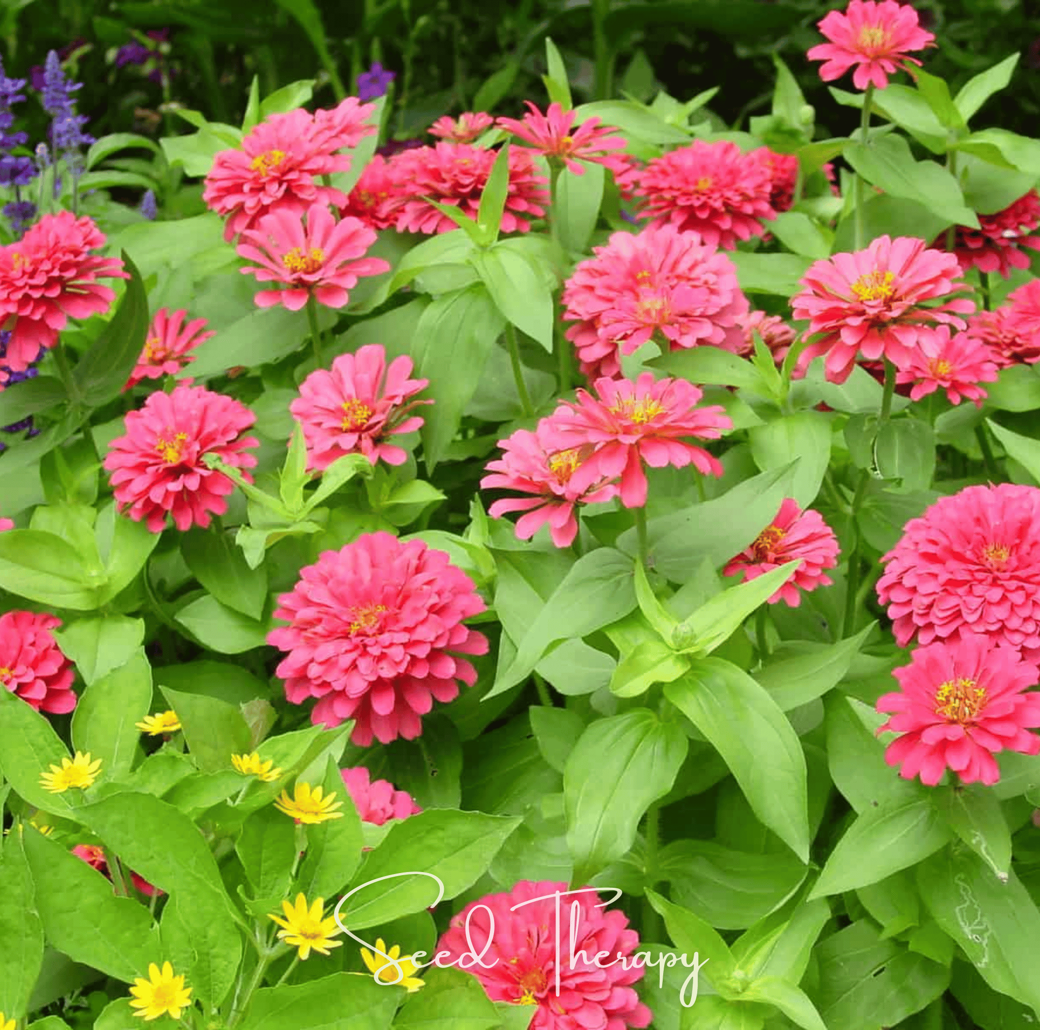 Coral Zinnia Seeds (Zinnia elegans) — ~100 Heirloom Non-GMO Dahlia-Type Cut Flower Seeds