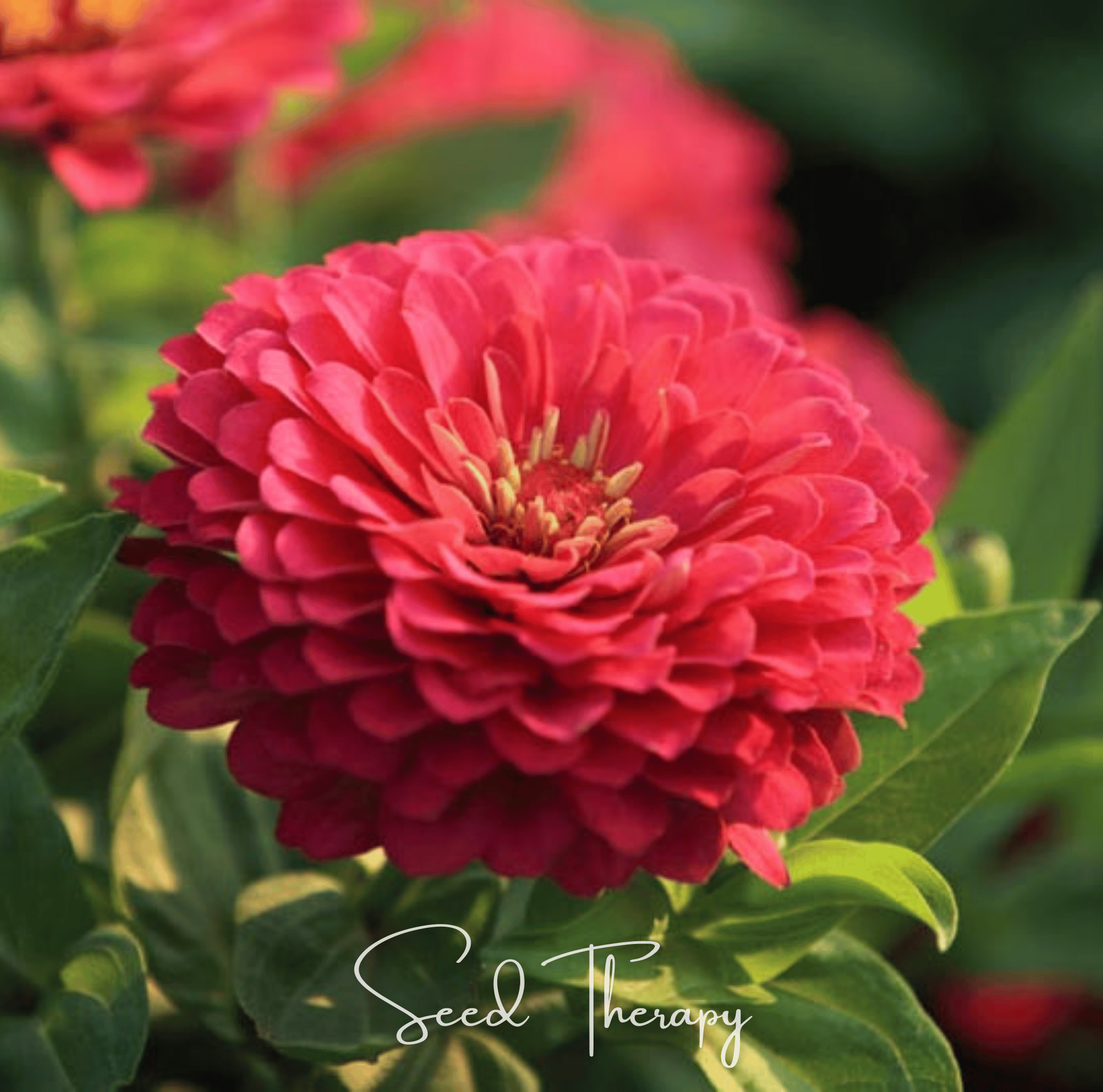 Coral Zinnia Seeds (Zinnia elegans) — ~100 Heirloom Non-GMO Dahlia-Type Cut Flower Seeds