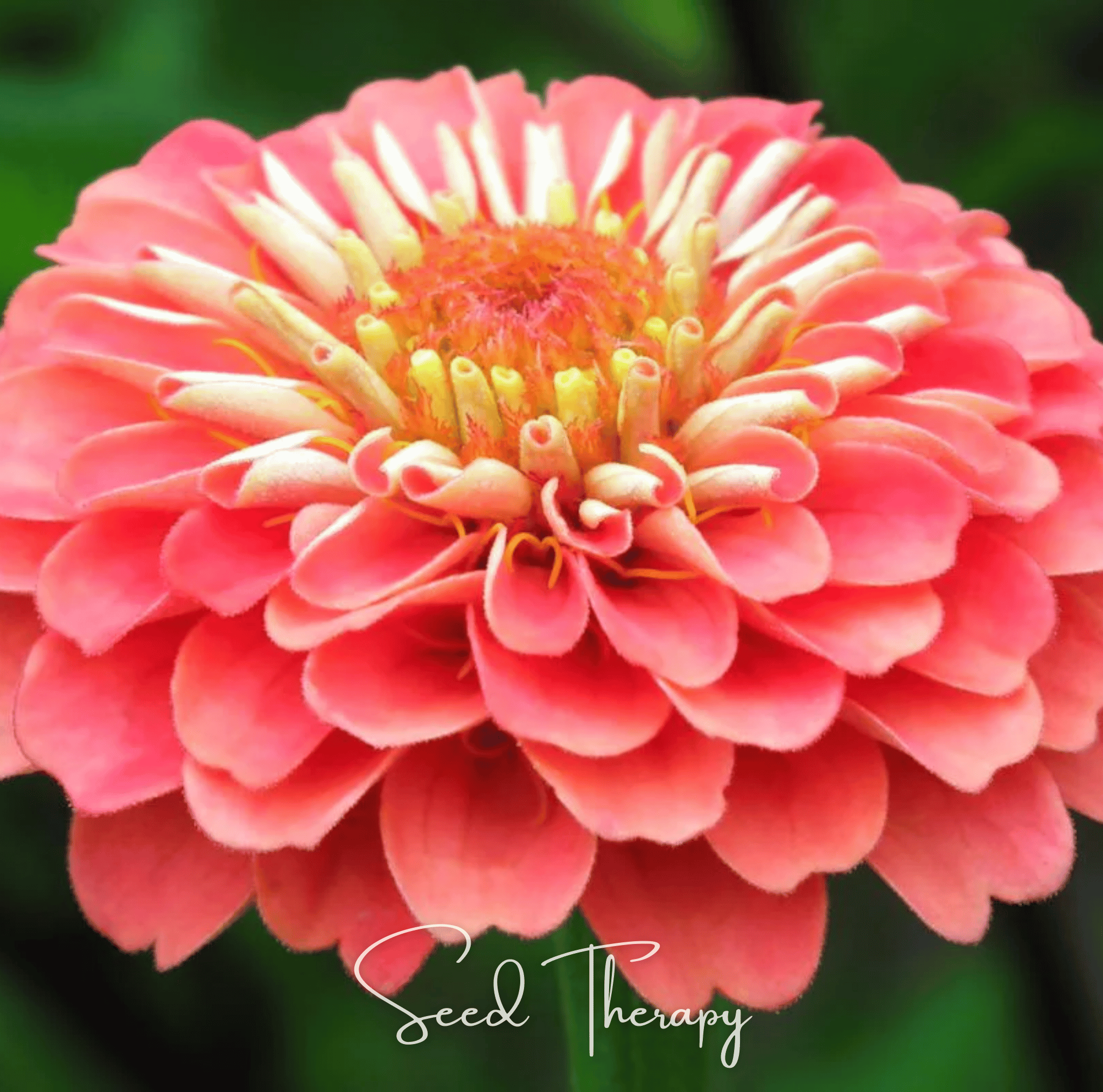 Coral Zinnia Seeds (Zinnia elegans) — ~100 Heirloom Non-GMO Dahlia-Type Cut Flower Seeds
