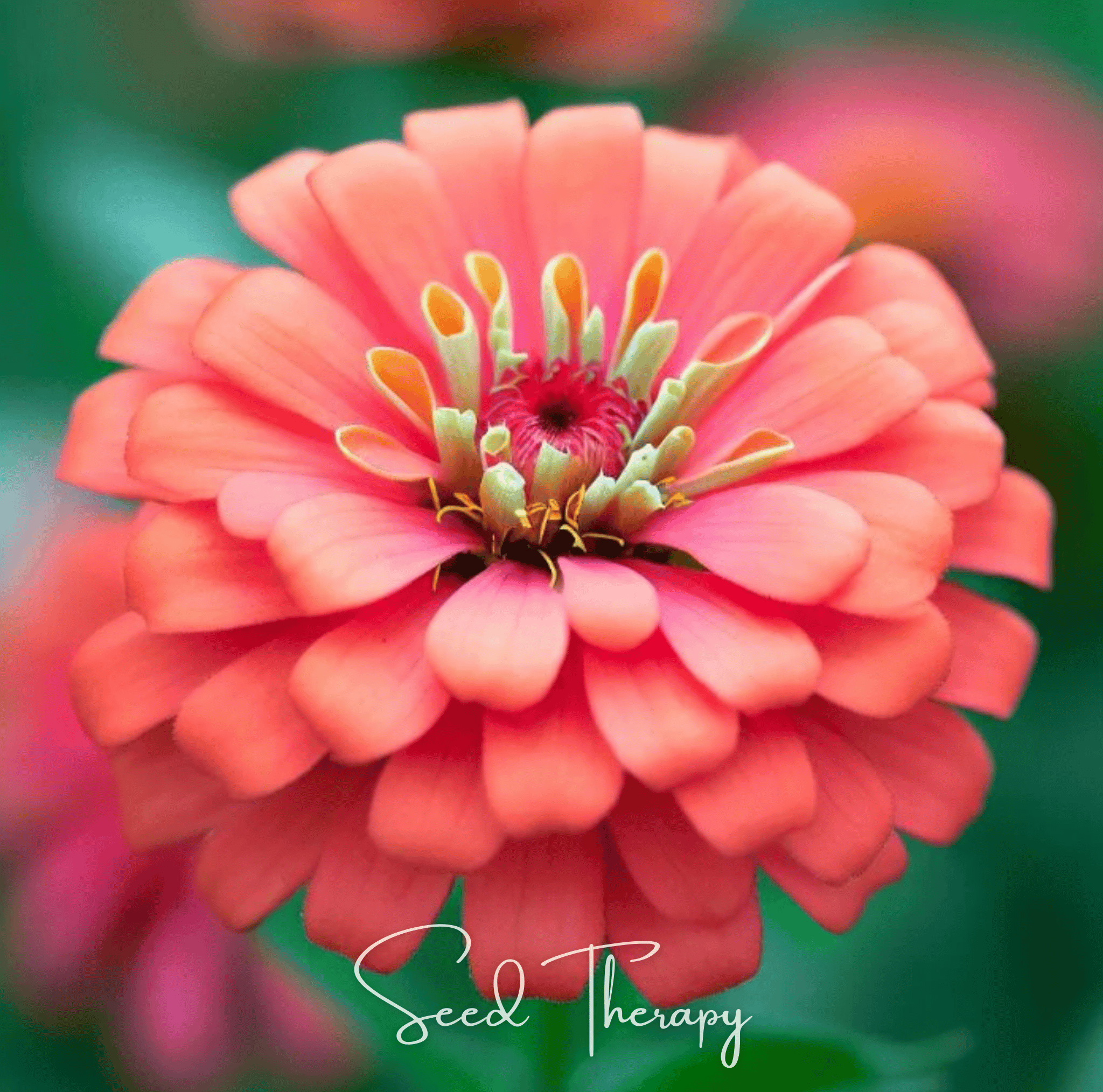 Coral Zinnia Seeds (Zinnia elegans) — ~100 Heirloom Non-GMO Dahlia-Type Cut Flower Seeds